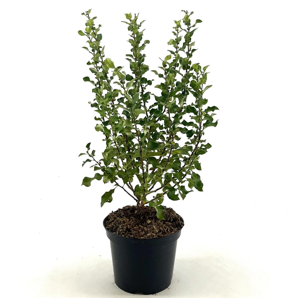 Chaenomeles spec. Red Kimono, D 19