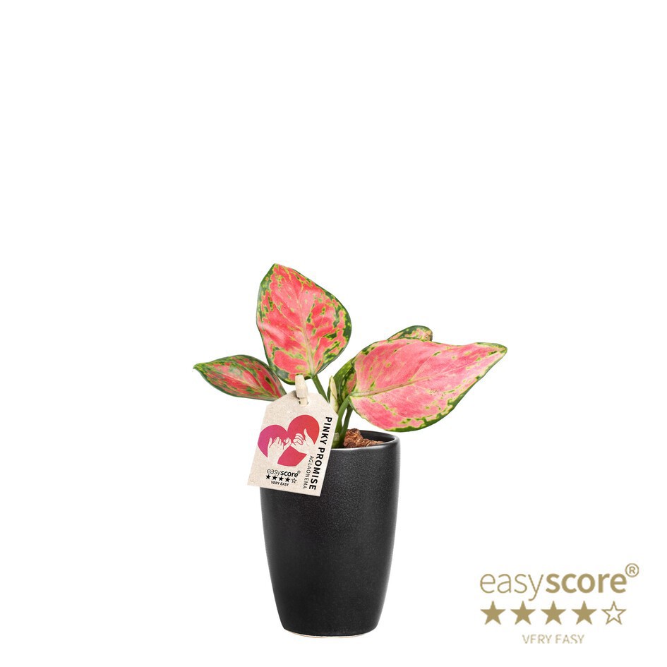 AGLAONEMA COMMUTATUM 40600011 Cl. Black Aglaonema, D 7