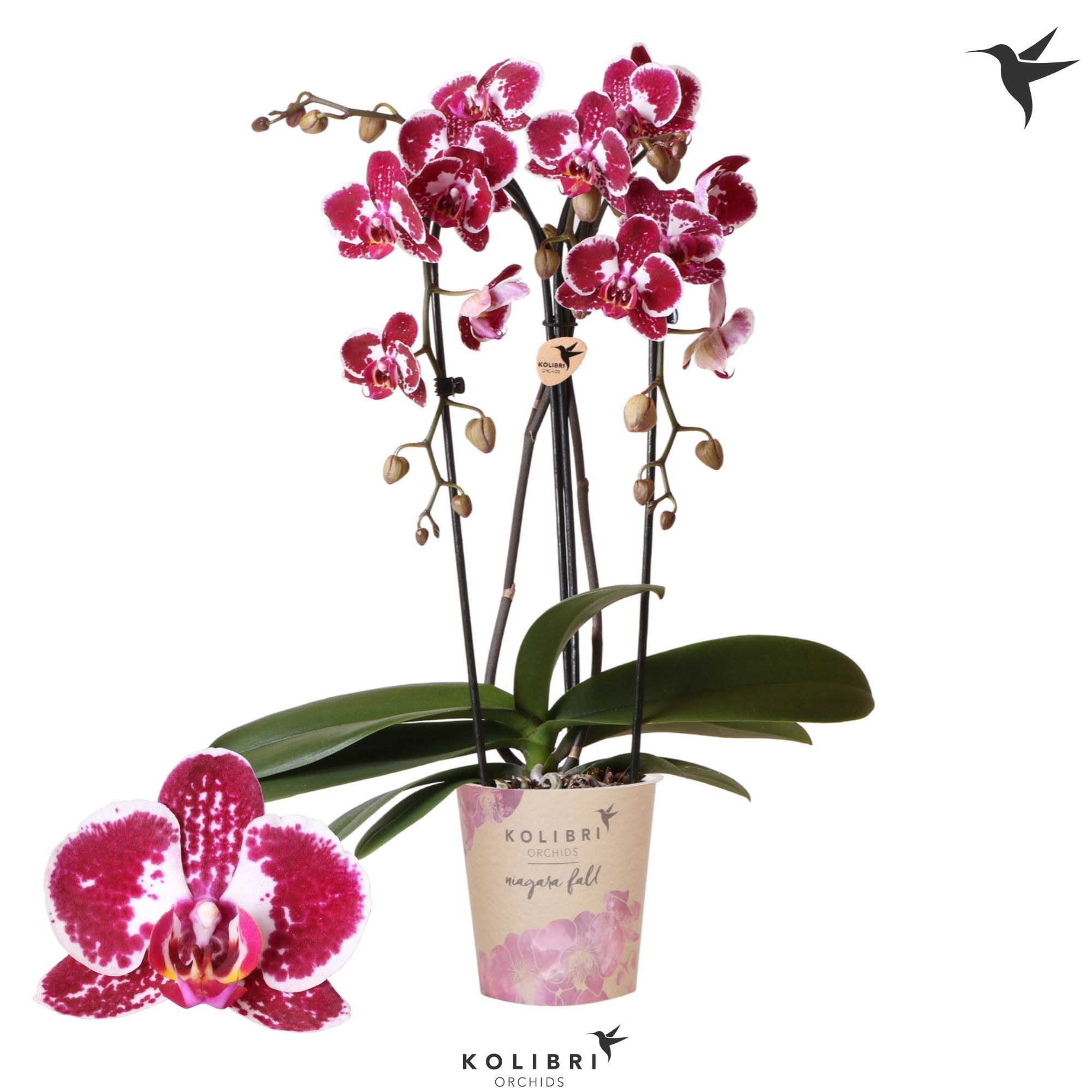Kolibri Orchids Phalaenopsis Cascade Niagara Fall Asian Pearl 2 spike, D 12