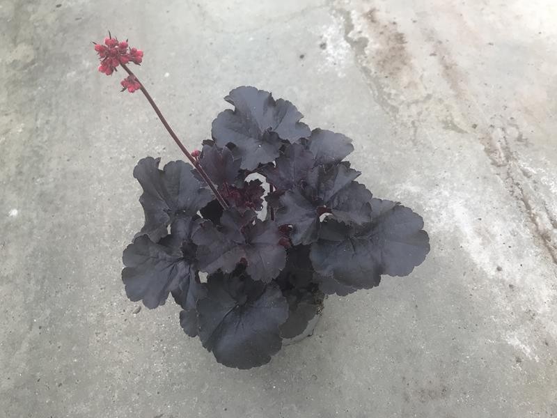 HEUCHERA-HYBRID, D 12
