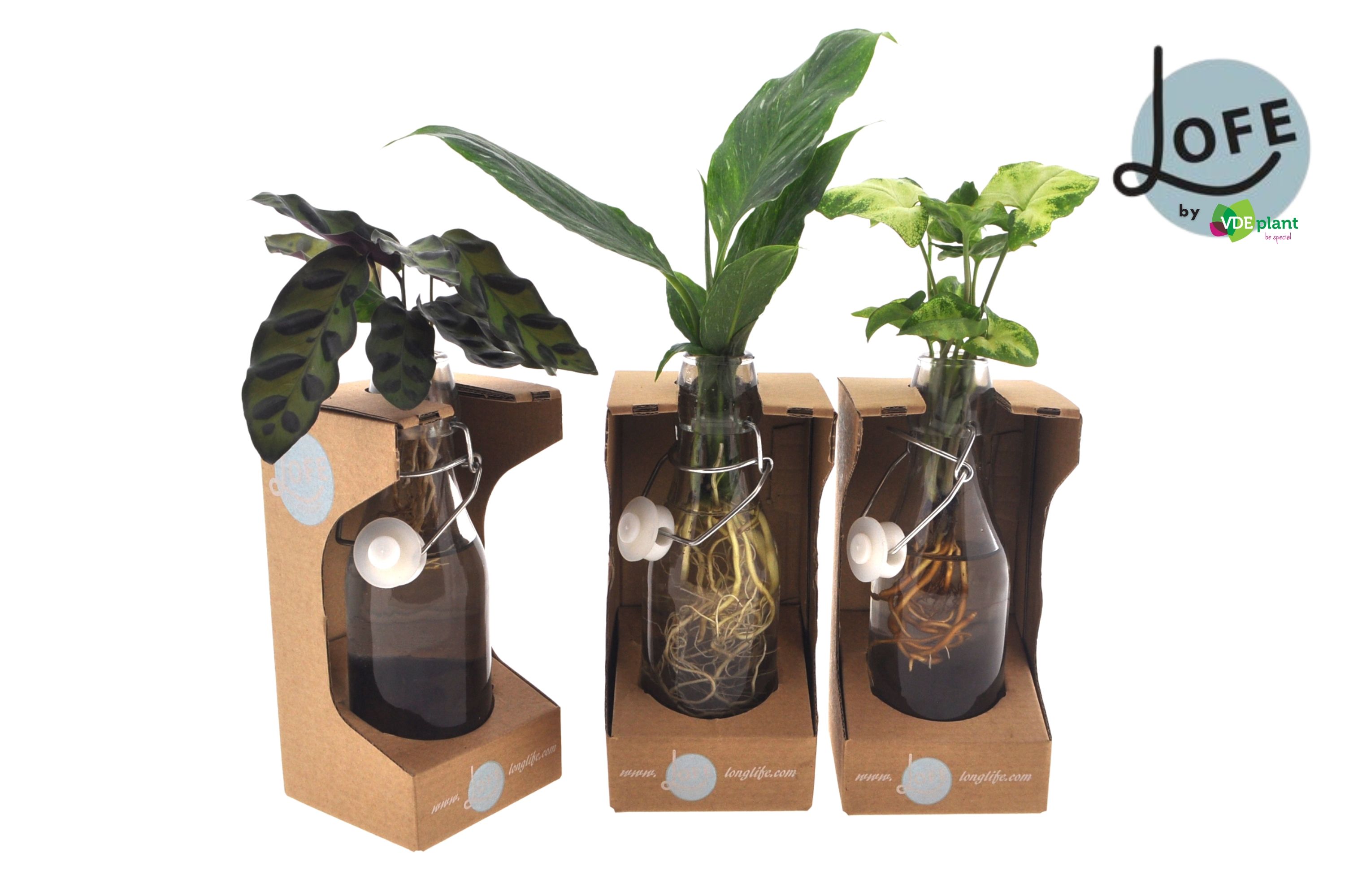 LOFE | Intenz mix in Ann glas + verpakking - levertijd: 24 uur, D 7