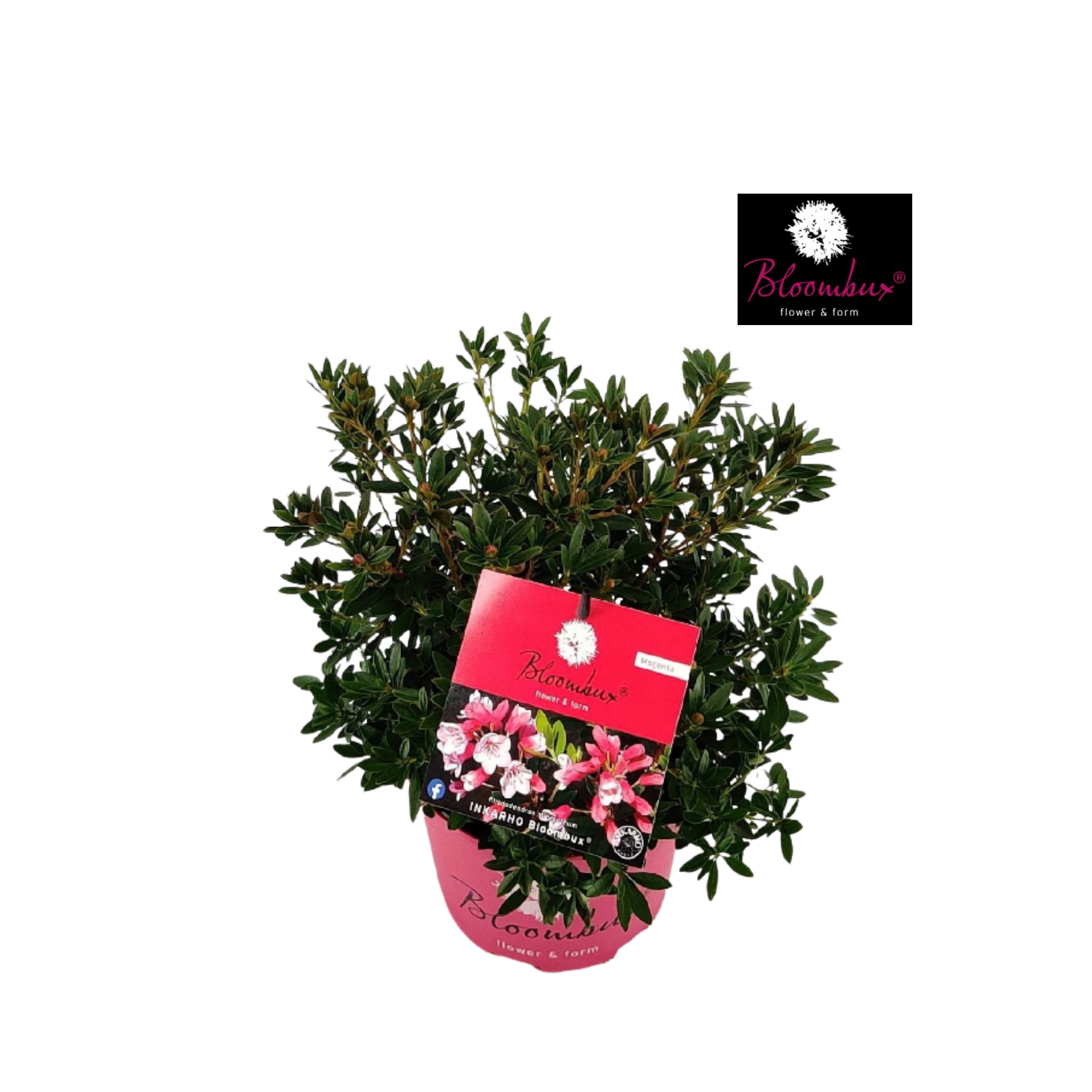 Rhododendron 20 - 30/2 liter 'Bloombux Magenta', D 17