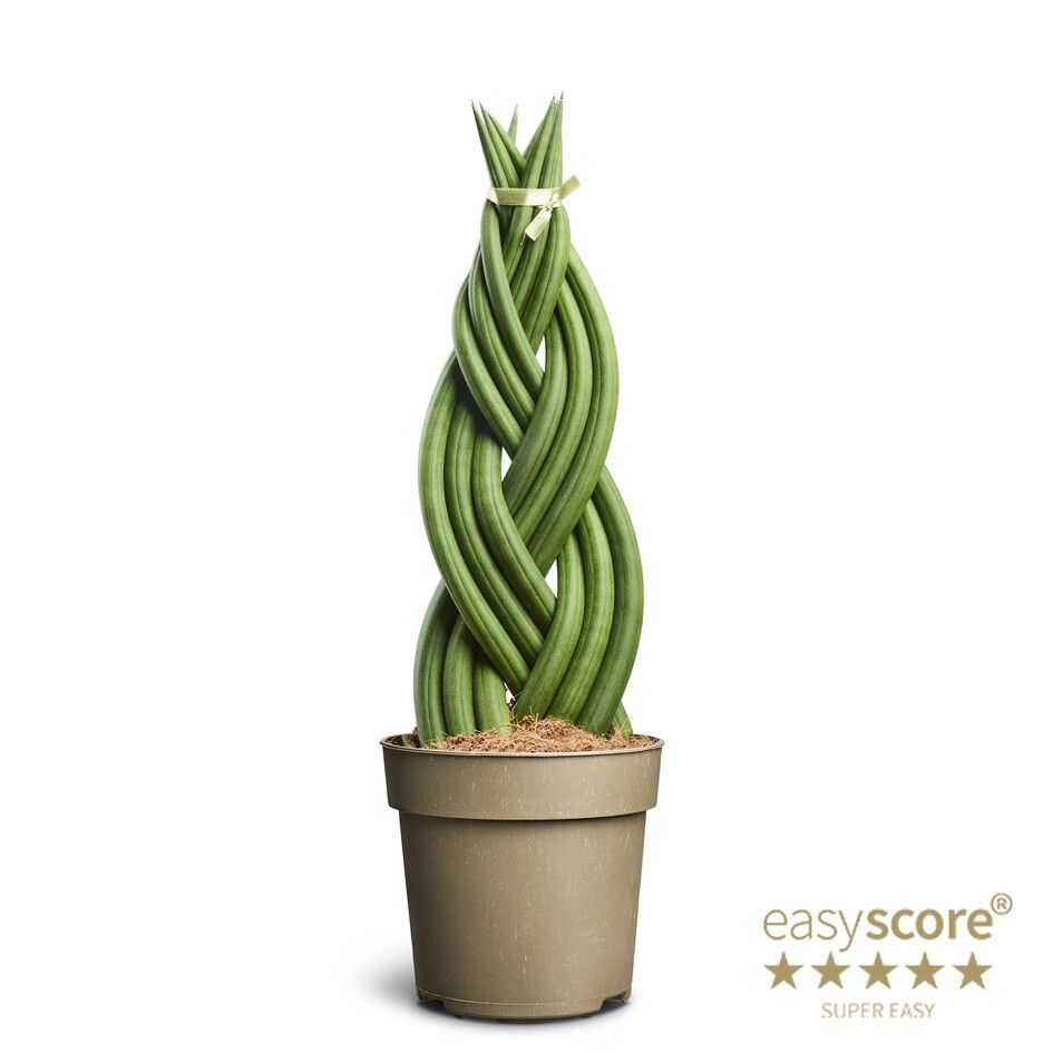 Sansevieria cylindrica ´Braid´, D 14