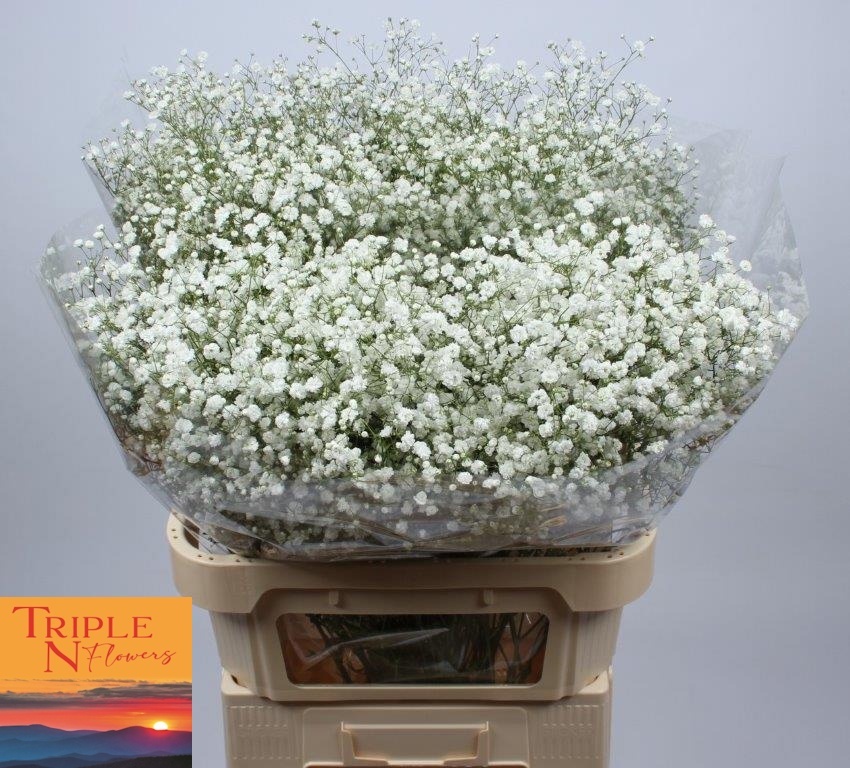 Гипсофила Экселенс 80 (бел.), шт.