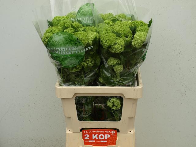 Вибурнум Розеум 60 (зел.), шт.