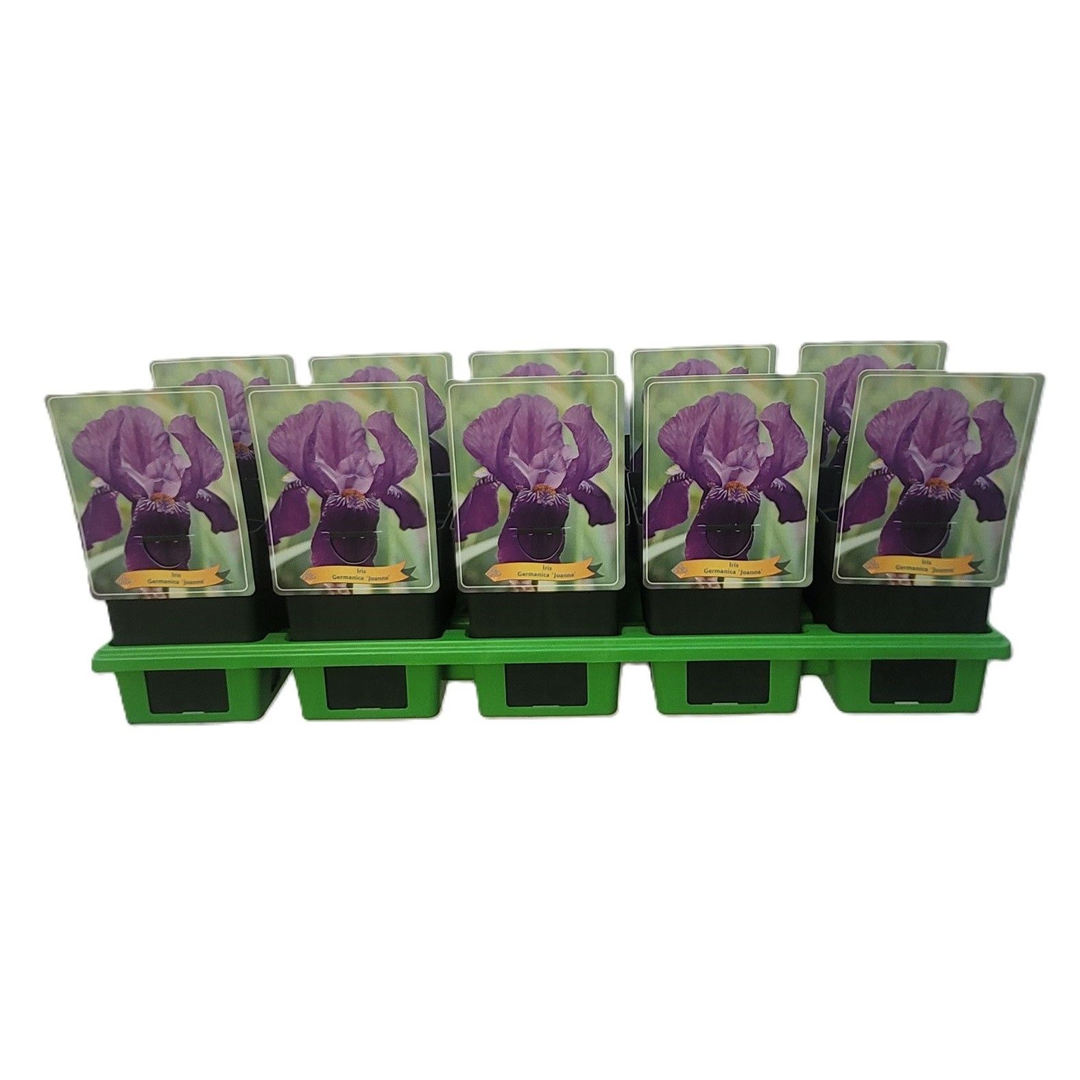 Iris germanica 'Joanna' P11, D 11