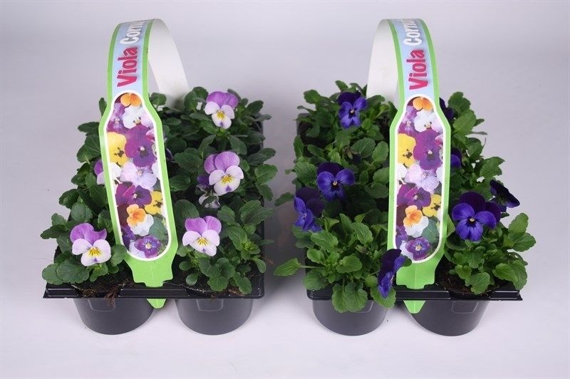 Viola Cornuta Grp mixkar, D 9