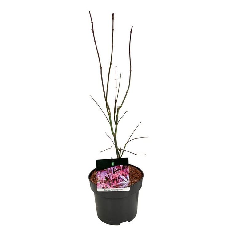 Acer pal. 'Atropurpureum', D 21