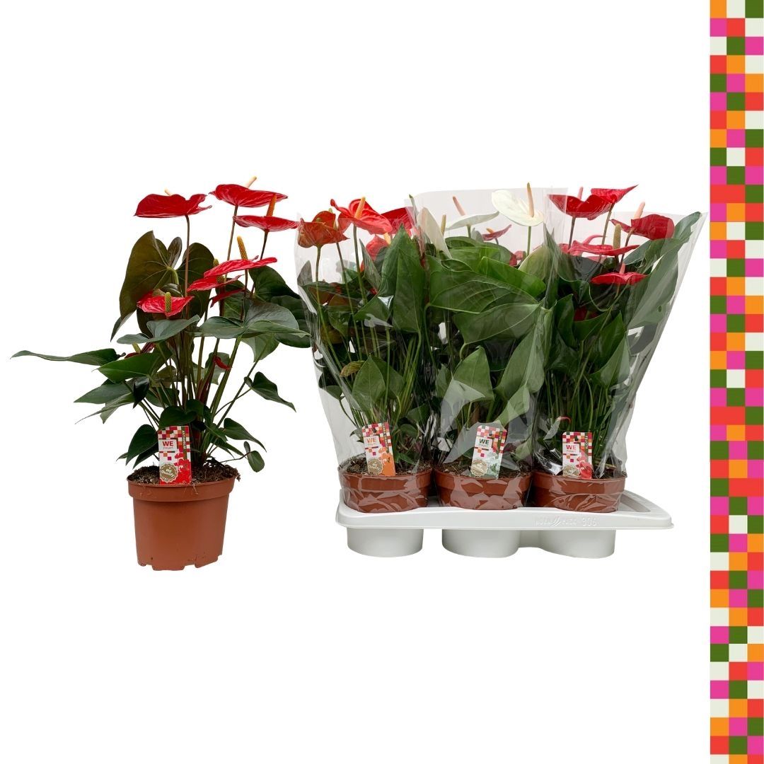 Anthurium Mix 17cm DU, D 17