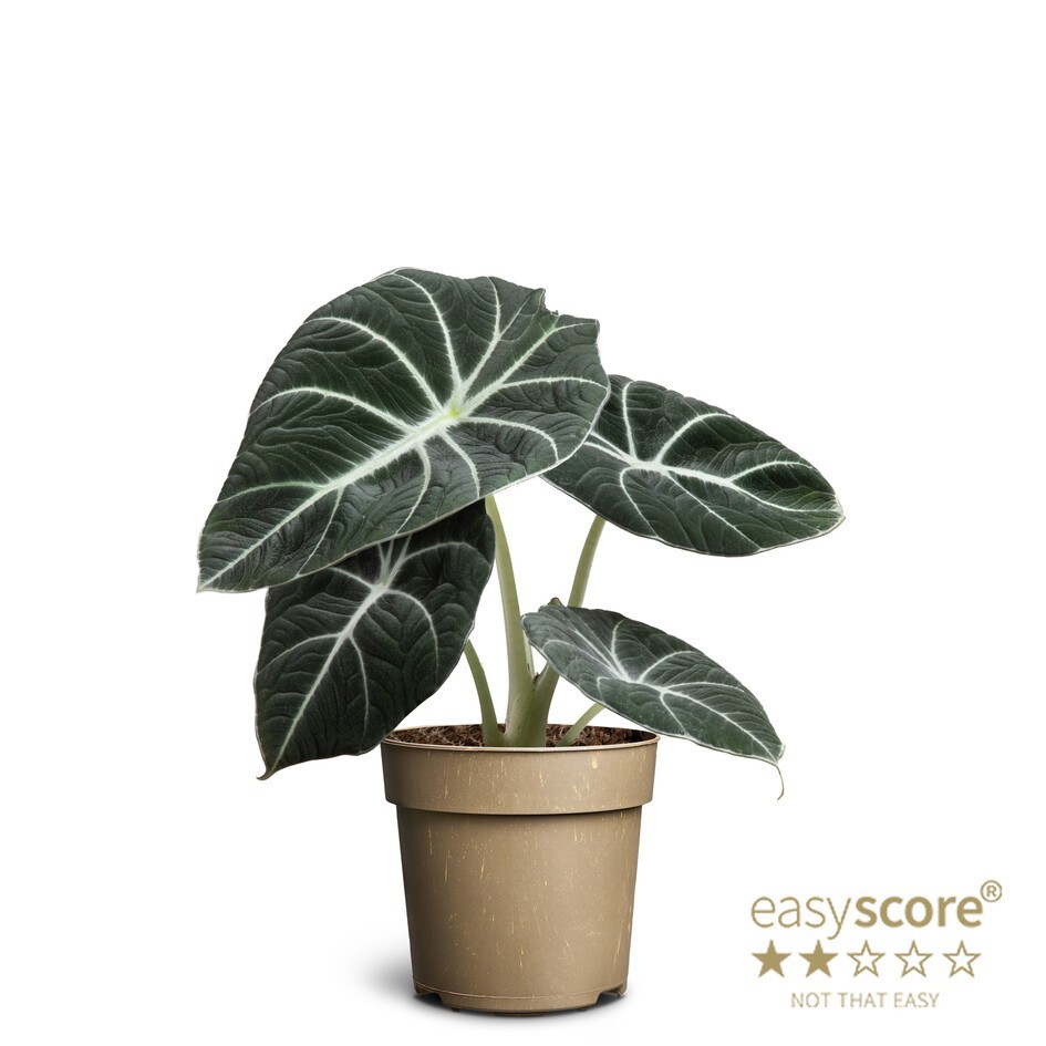 ALOCASIA REGINULA 'Black Velvet', D 11