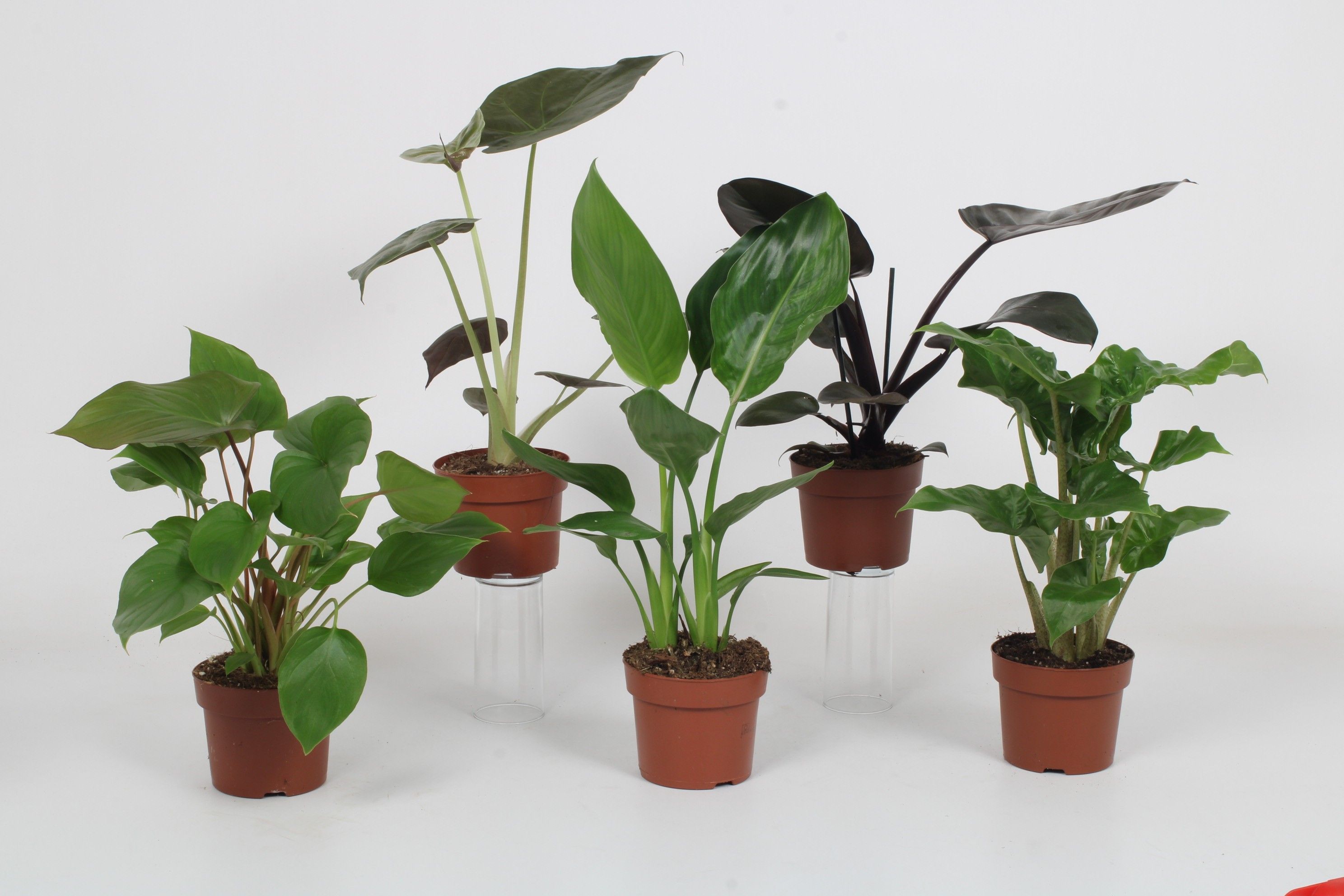 Luxe mix B - mailing week 7-9 2025, D 12