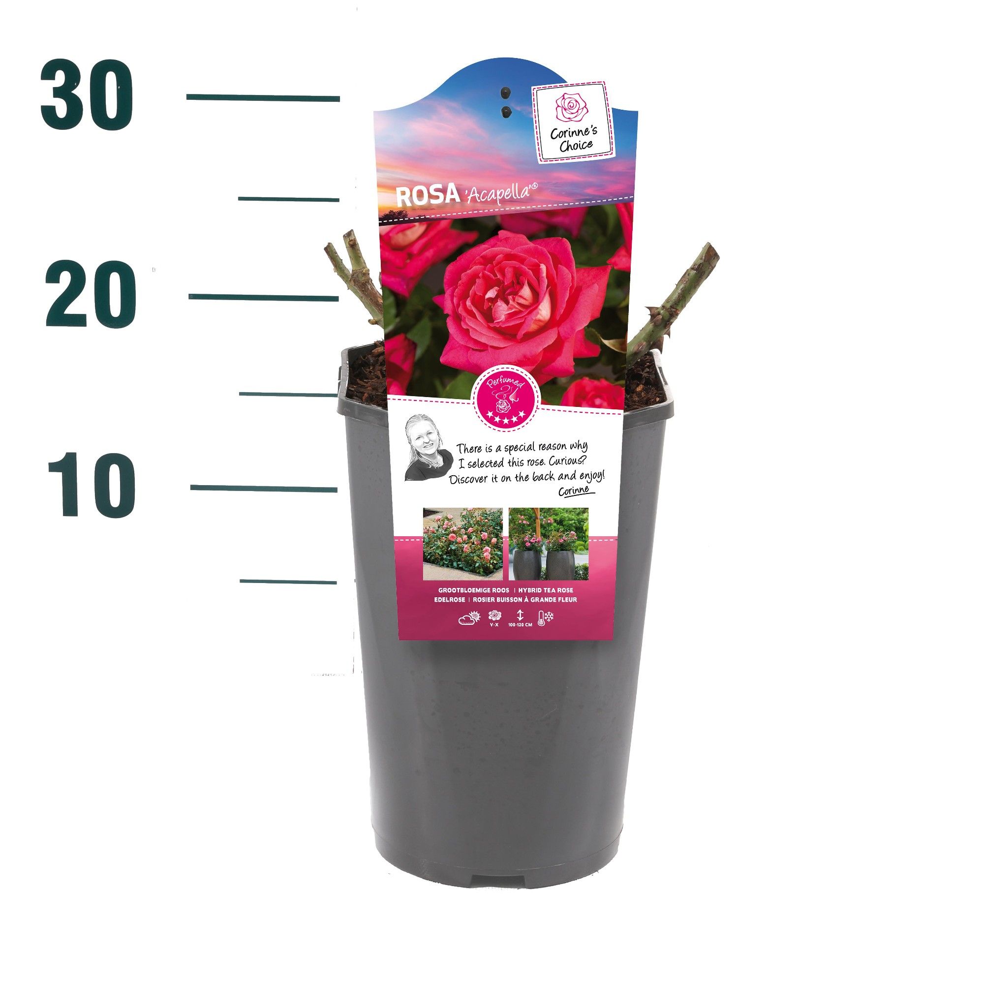 Rosa 'Acapella' - Struik - C3rp - Categorie 3, D 19 cm