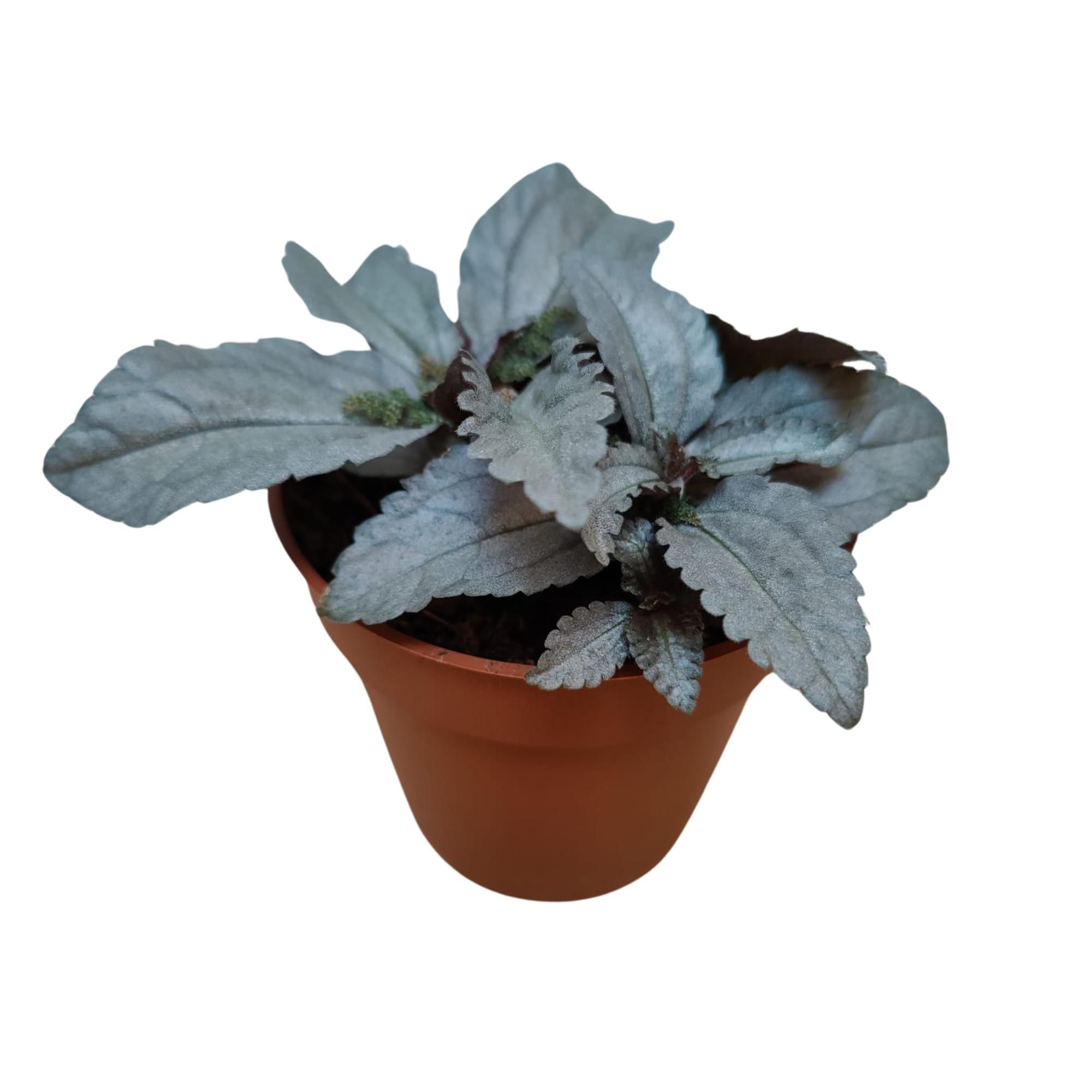 Pilea Ellen P9, D 9