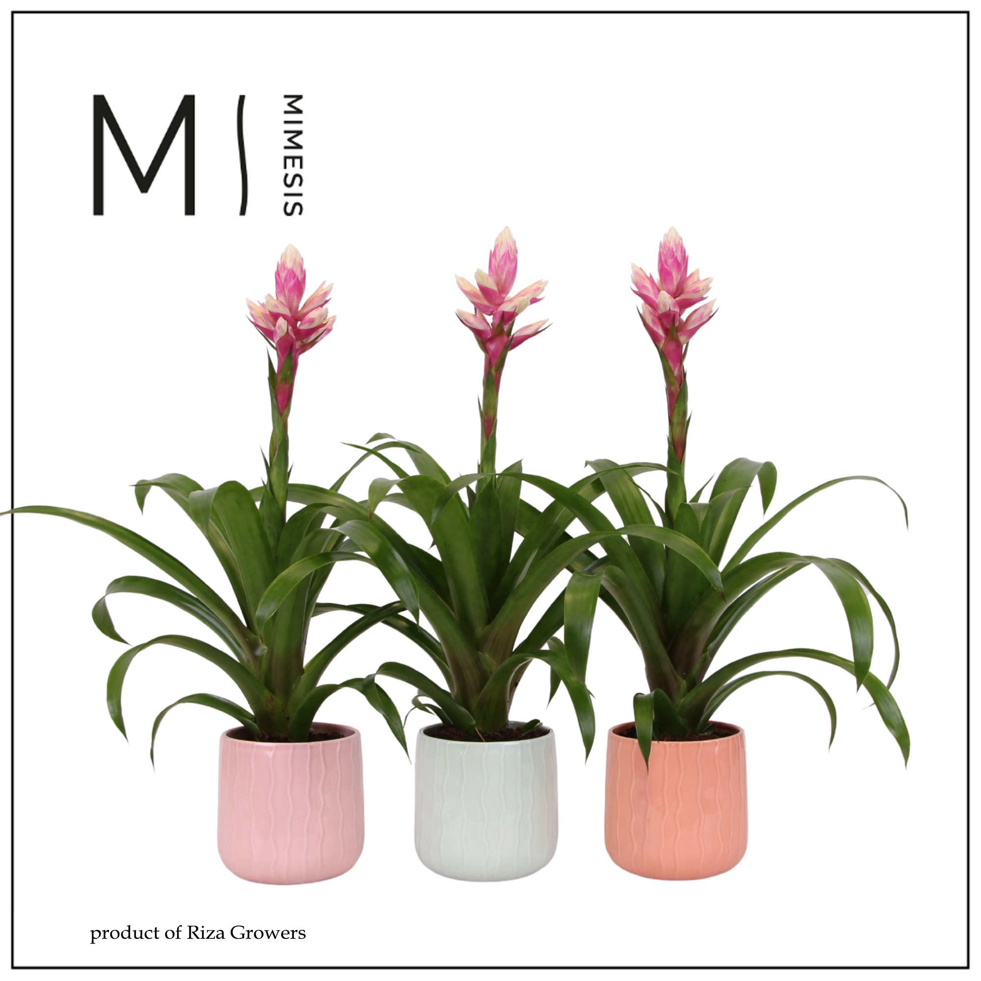 Guzmania Rockyflower Candy - 12cm in Belize | Mimesis, D 12