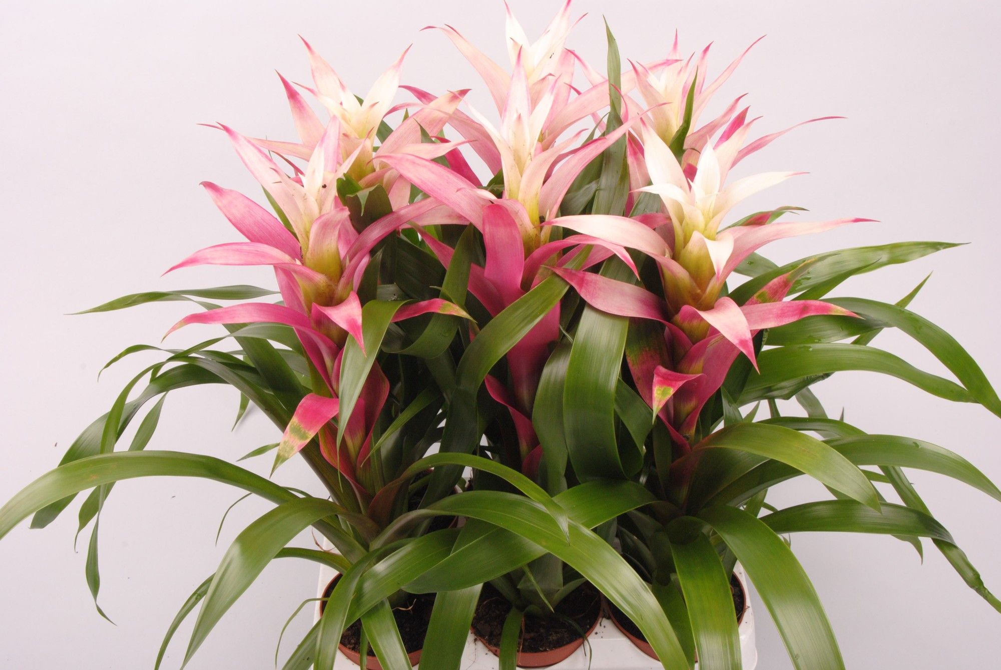 Guzmania Kronos, D 9