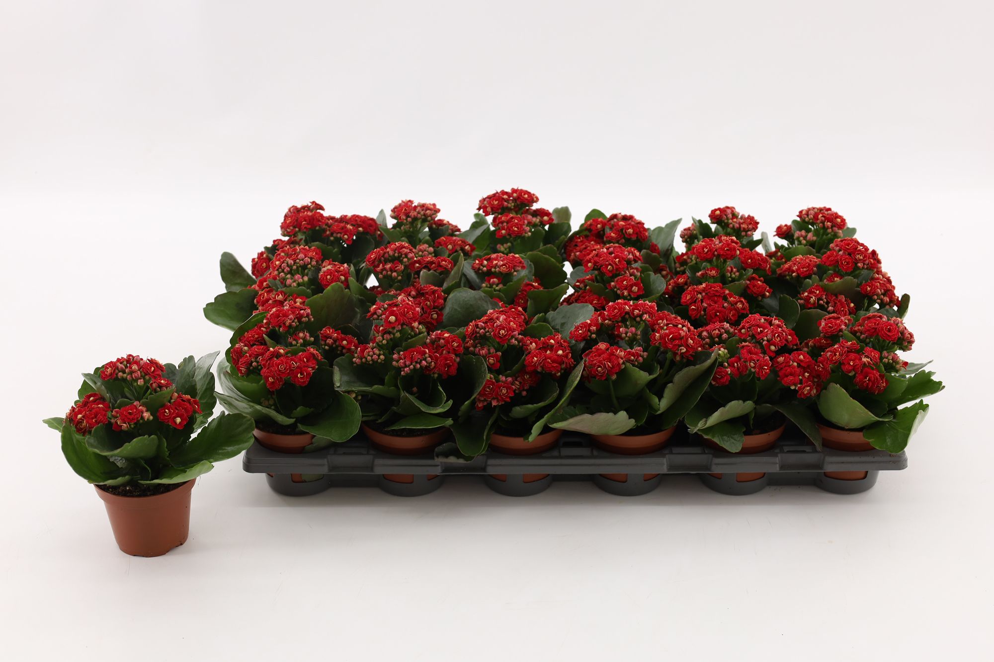 Kalanchoe Double Red, without sleeve, D 8