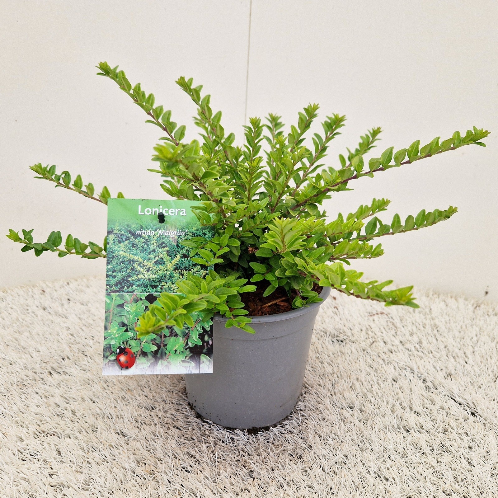 Lonicera nitida 'Maigrün', D 15
