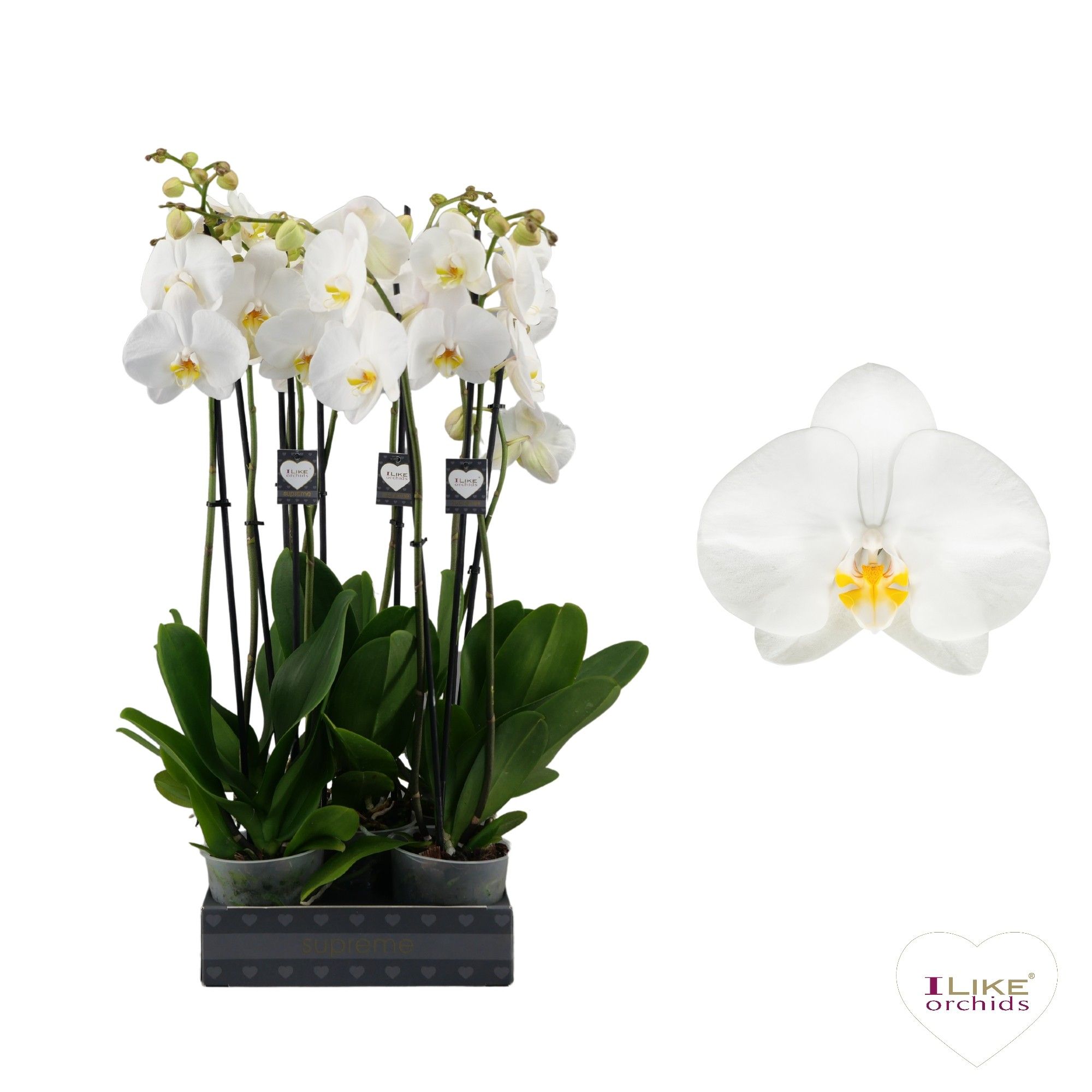 Phalaenopsis Oxford - 2 tak 70cm, D 12