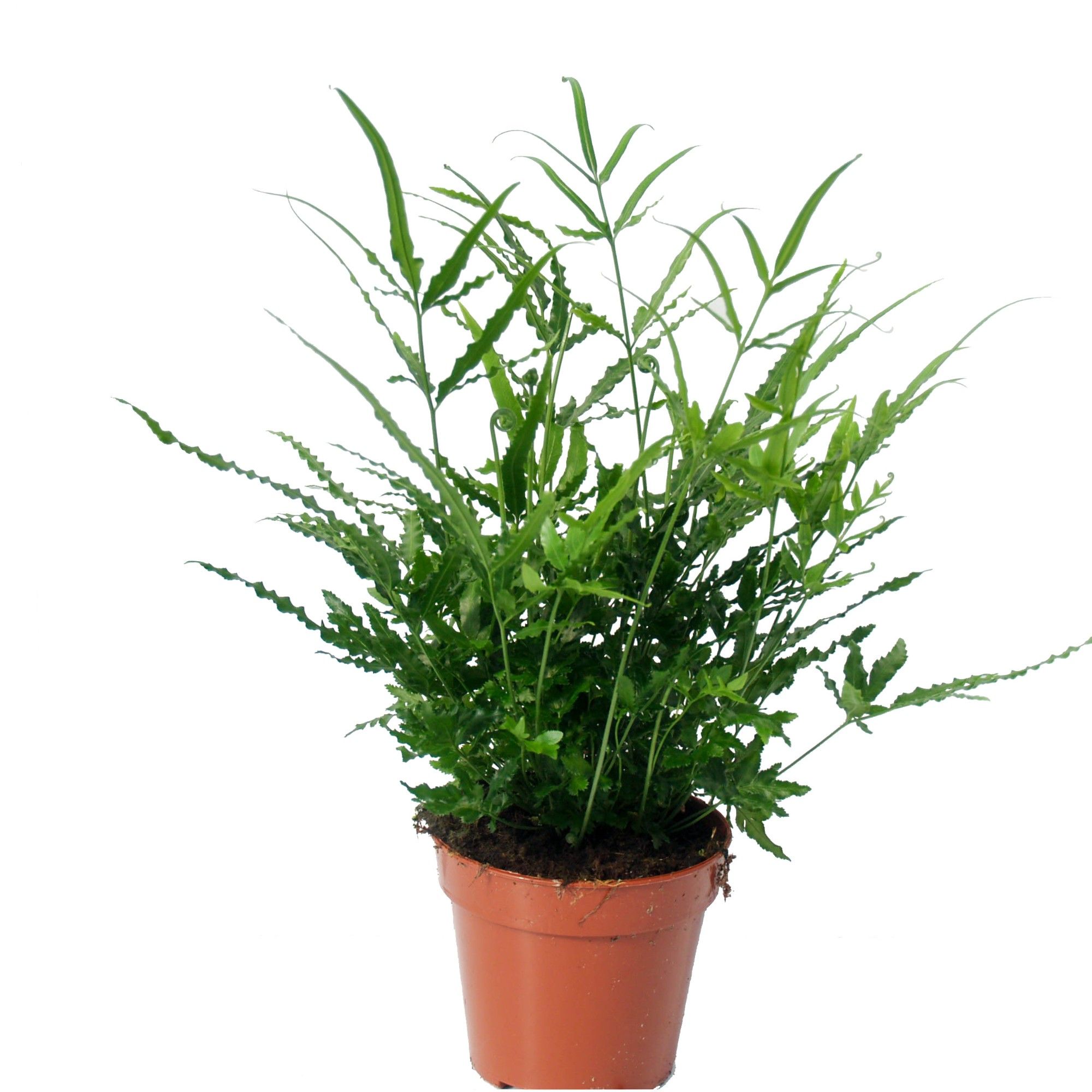 Pteris Ensiformis 'Evergreen', D 12