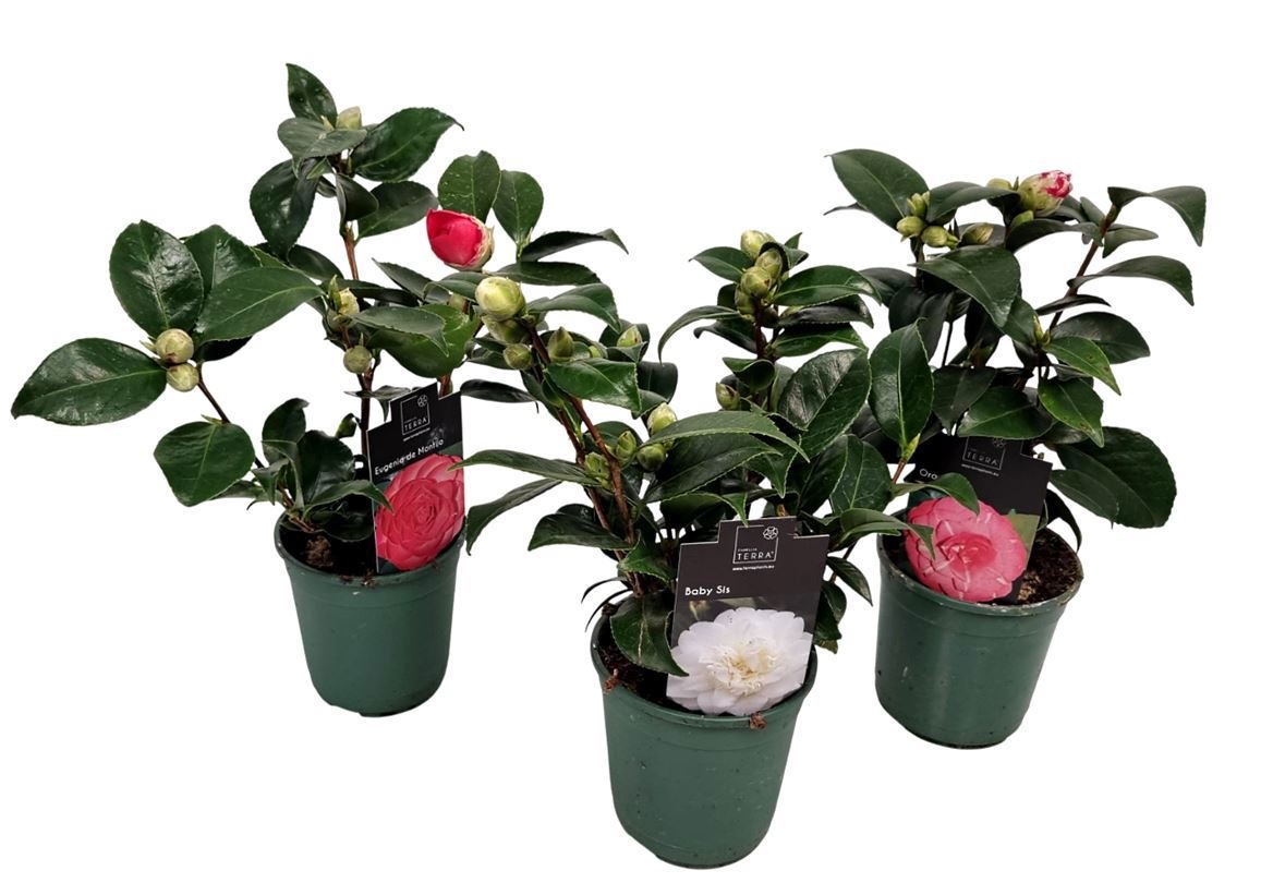 Camellia Japonica, D 12