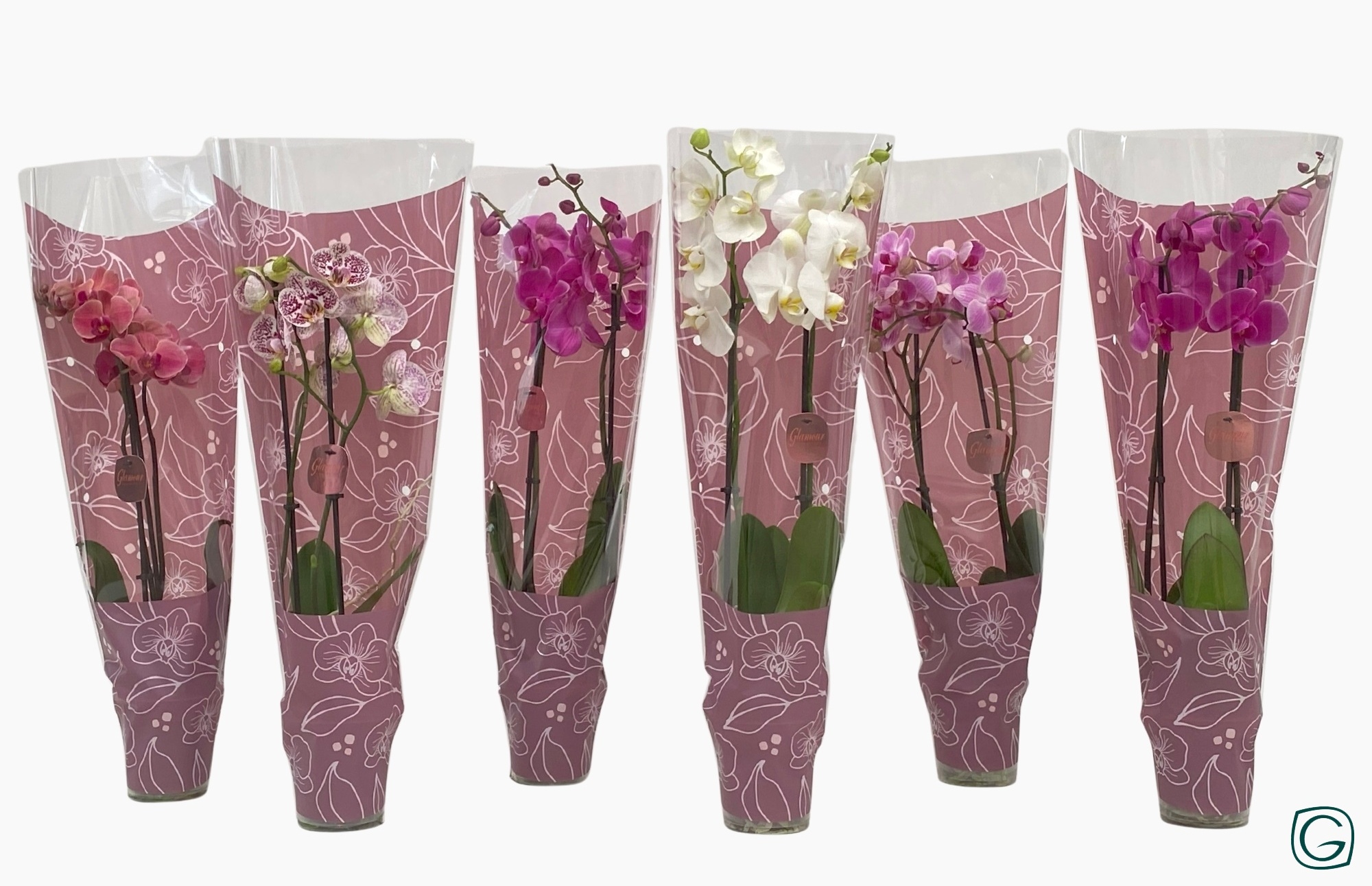 Phal. 2 tk mix Glamour-pink, D 12