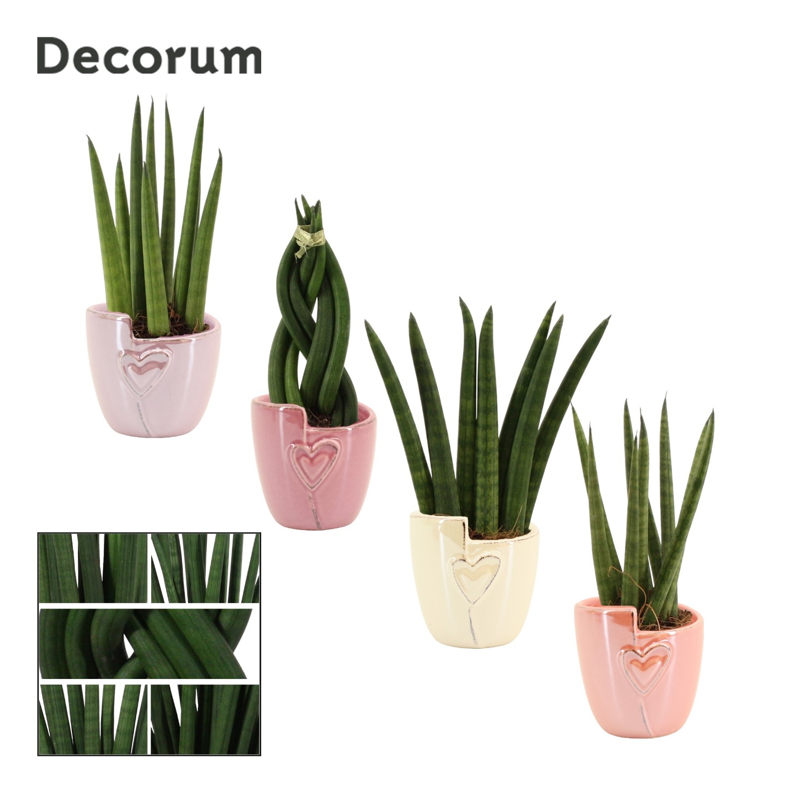 Sansevieria Cylindrica 6 cm Mix in Joa (Special moods-collection, D 6