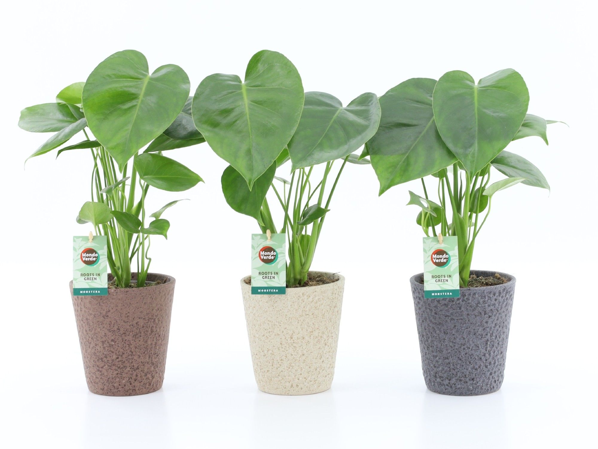 Monstera deliciosa in Nature keramiek, D 13