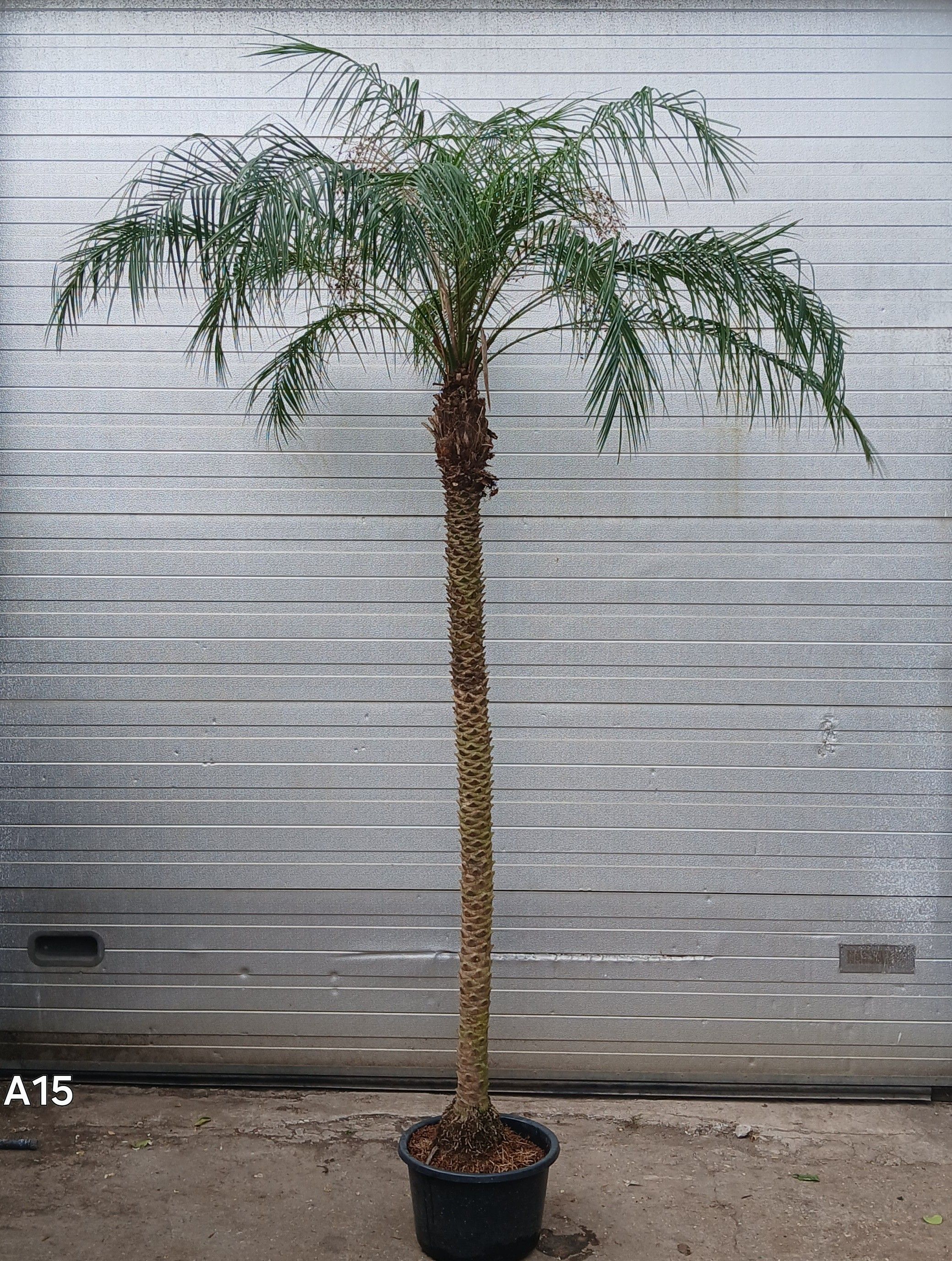 phoenix roebilinii, D 36