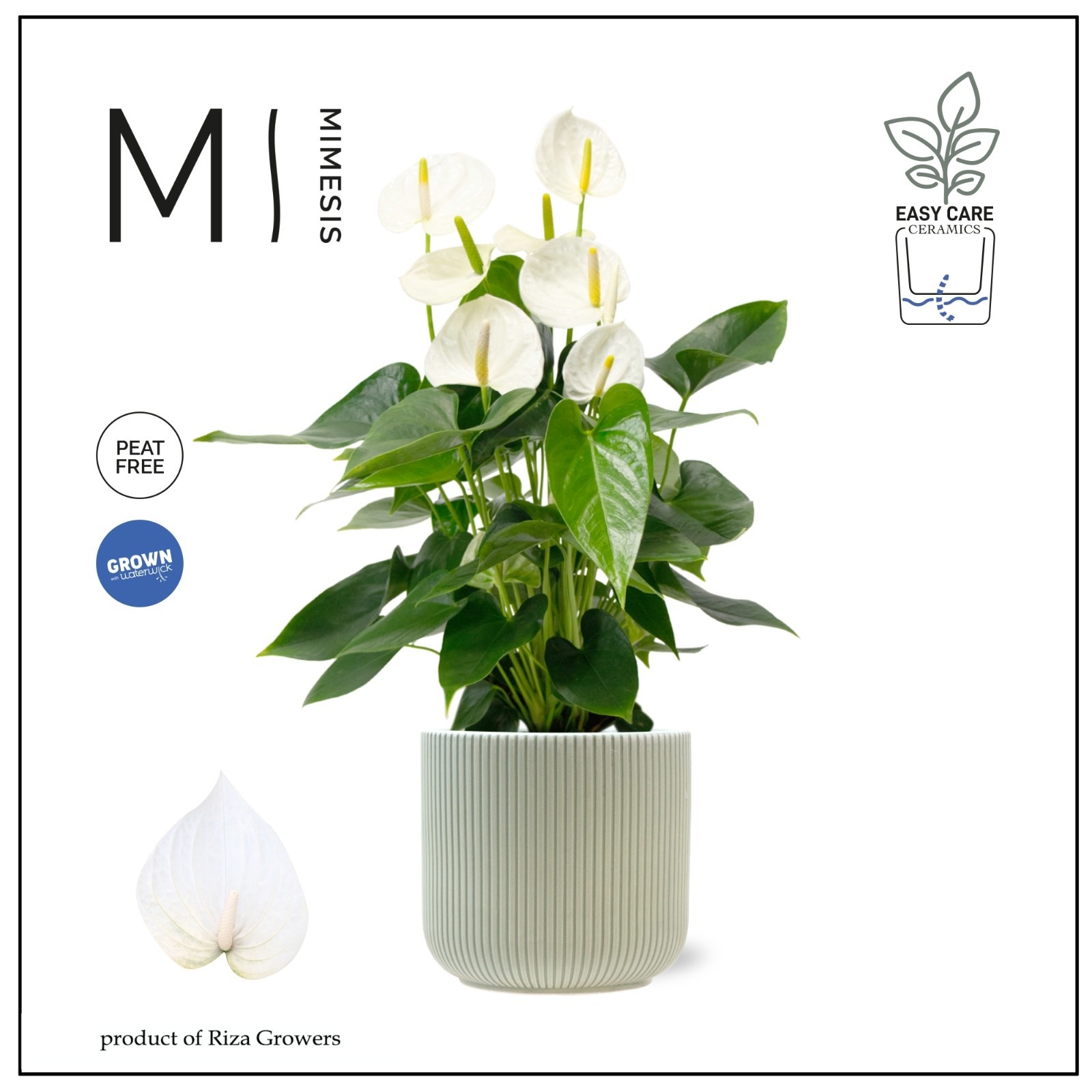 Mimesis Anthurium KARMA White 17cm - Atlanta Green, D 17