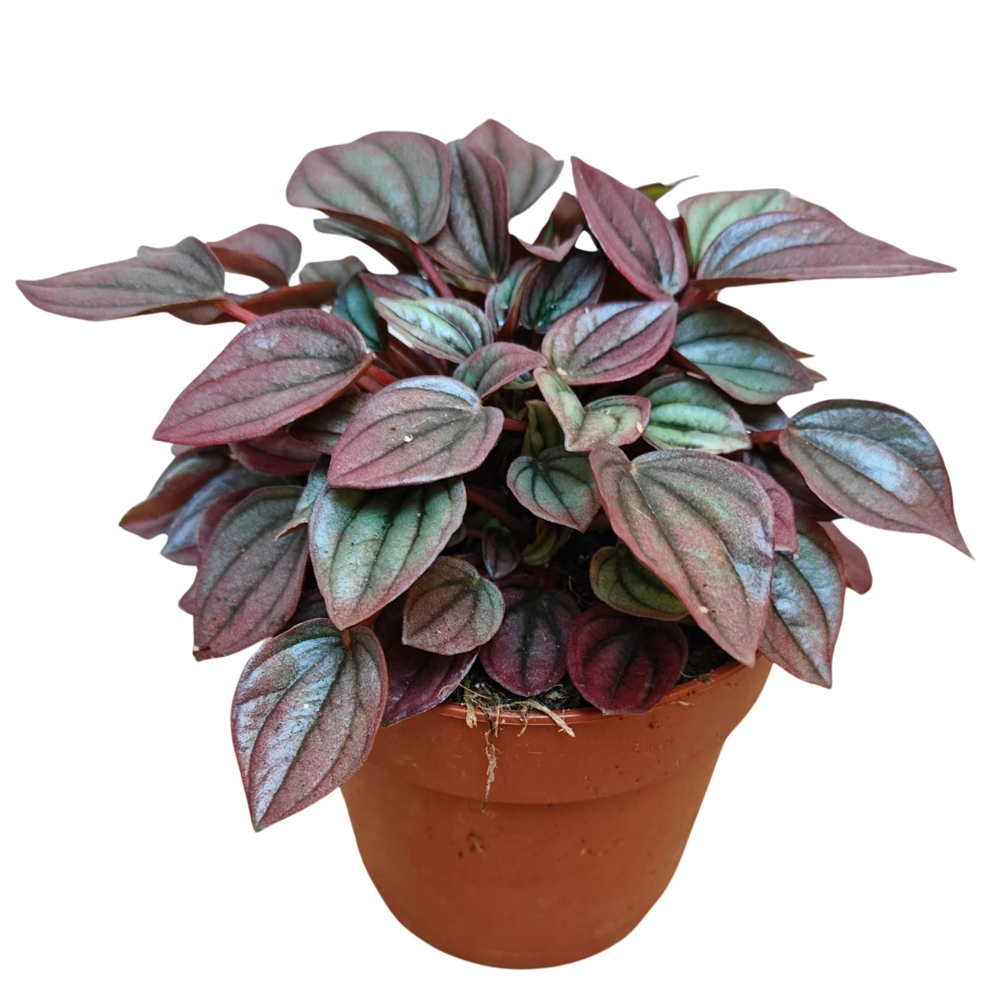 Peperomia Caperata 'Cayenne' P12, D 12