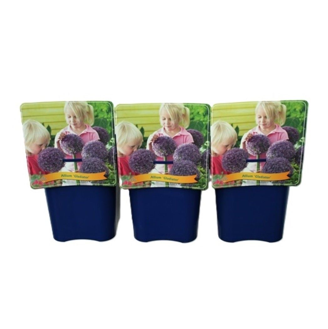 Allium 'Gladiator'' C5, D 21