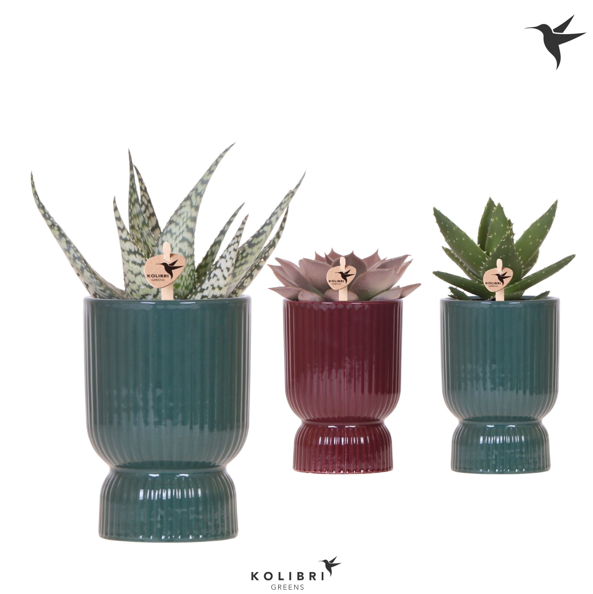 Kolibri Greens Succulenten mix in Diabolo pot green mix, D 9