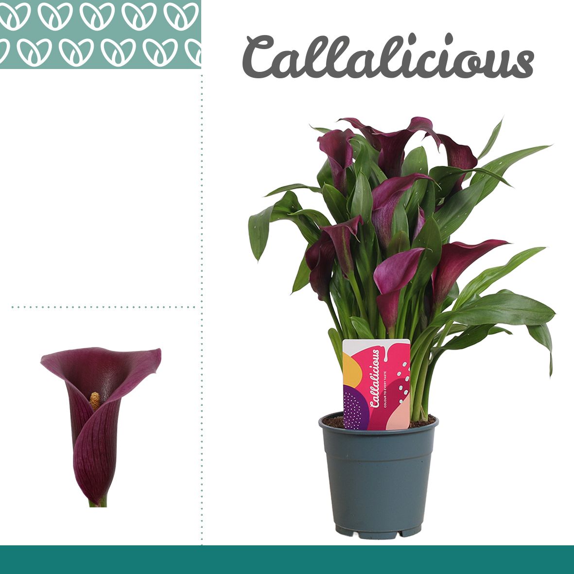 Zantedeschia (Calla) Paars, D 12