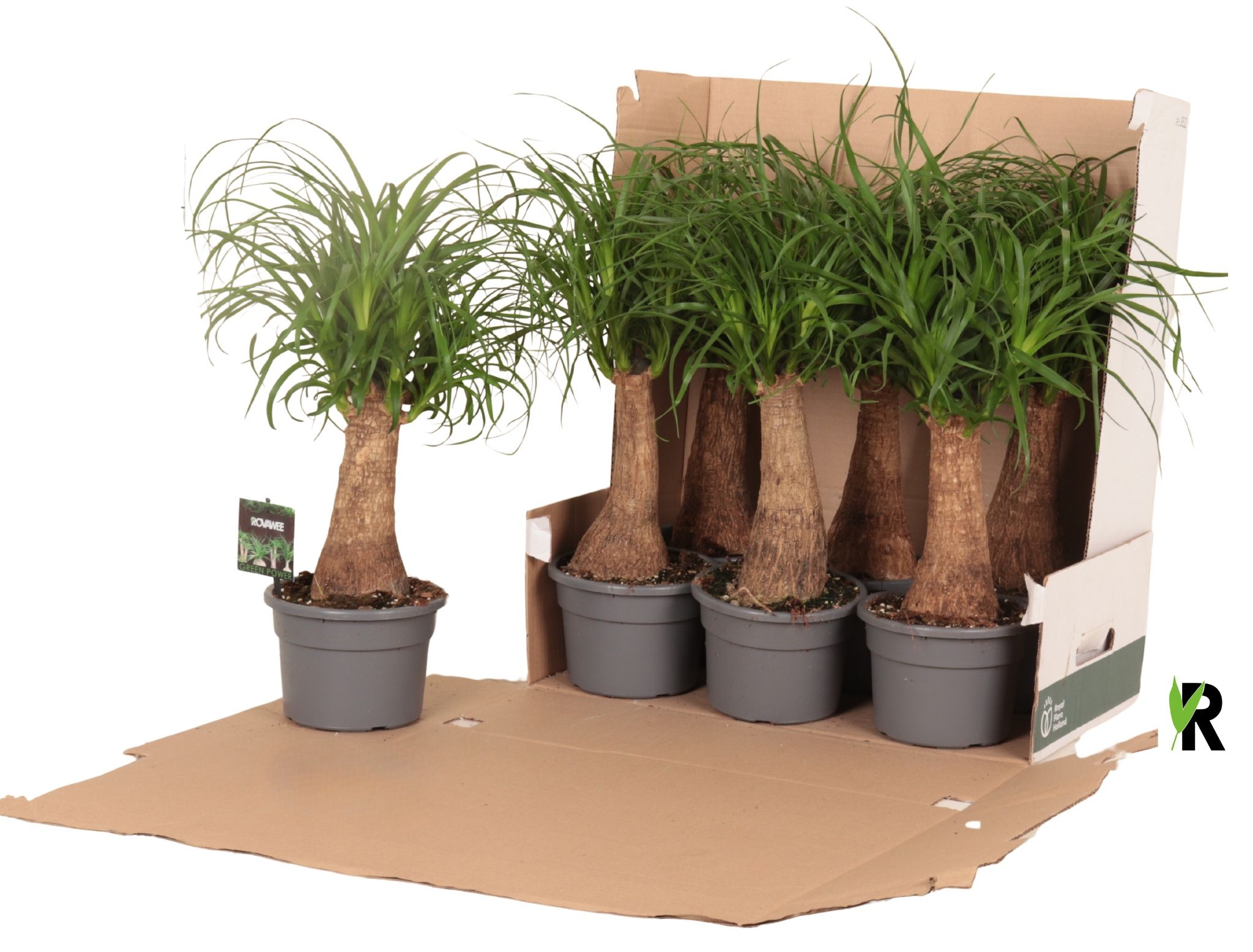 Beaucarnea rec. rechte stam in fust 352, D 17