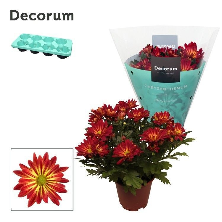 Chrysanne® Margarita Bicolor 'Heartbeat', D 13