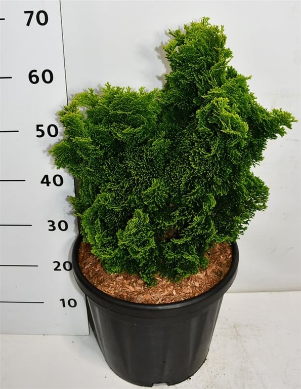 Chamaecyparis o. 'Aurora', D 32