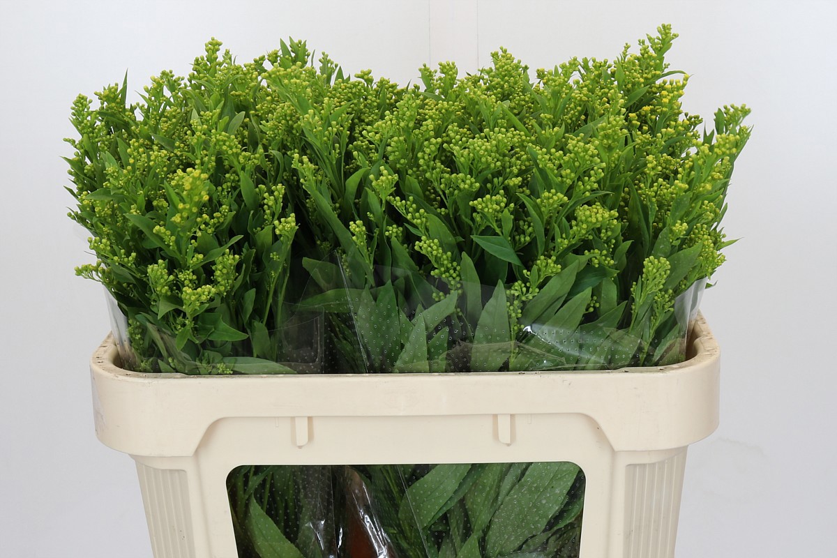 Солидаго Голден Глори 70 (желт.), шт.