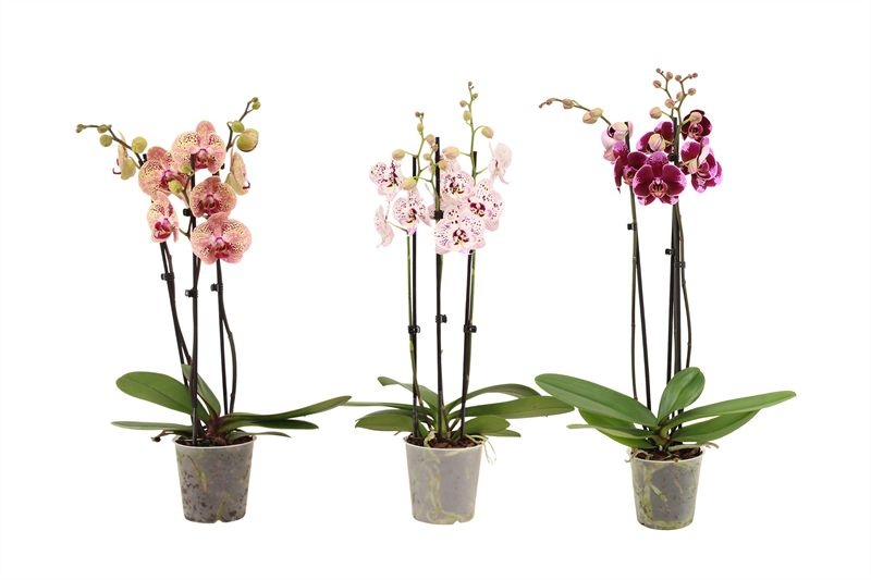 Phal mix 3T18+, D 12