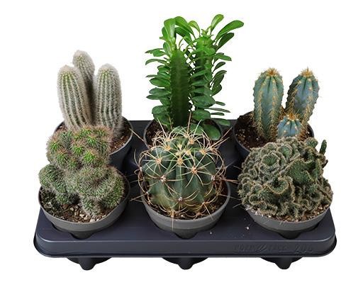 CACTACEAE 'Mix', D 12