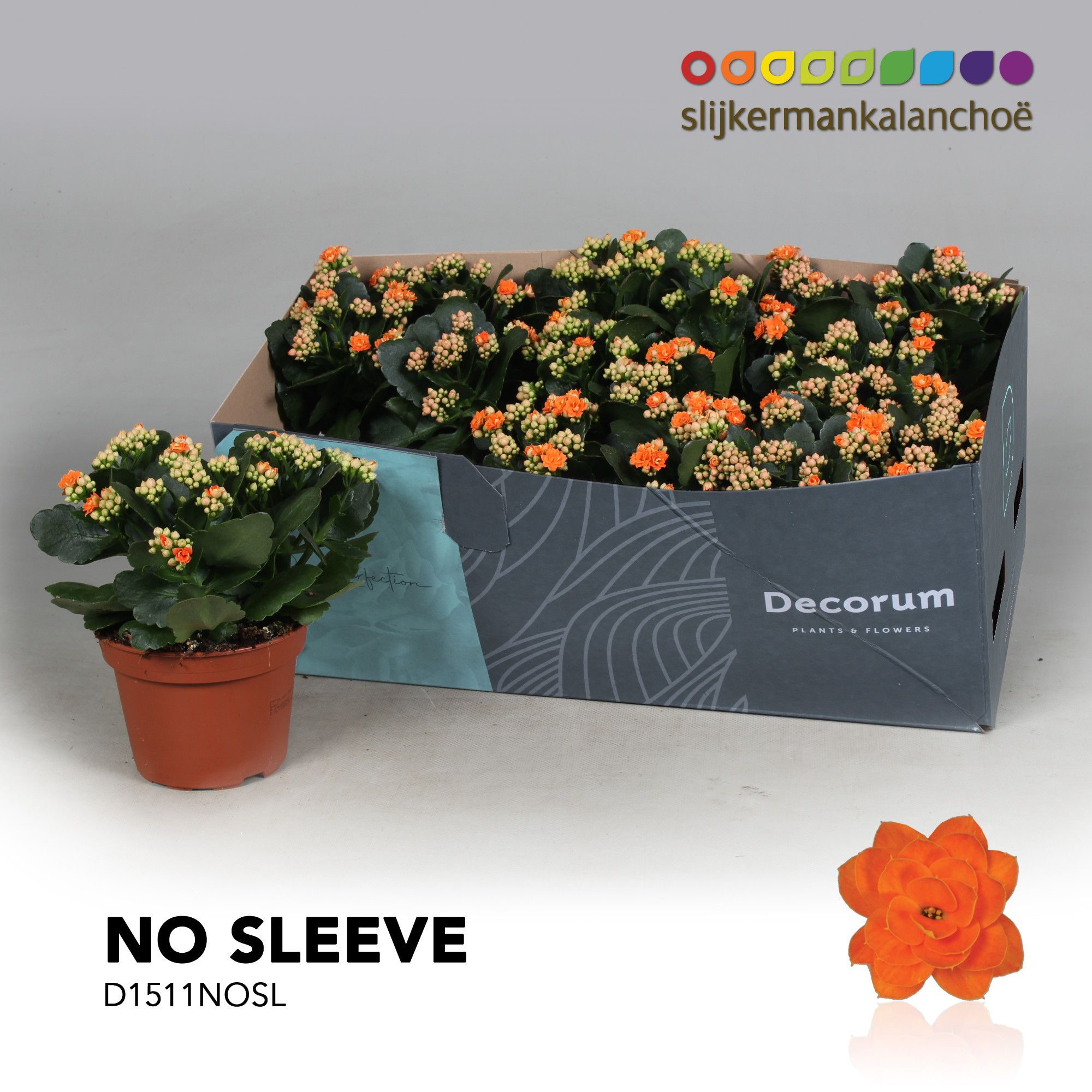 Kalanchoe No Sleeve - Orange, D 15