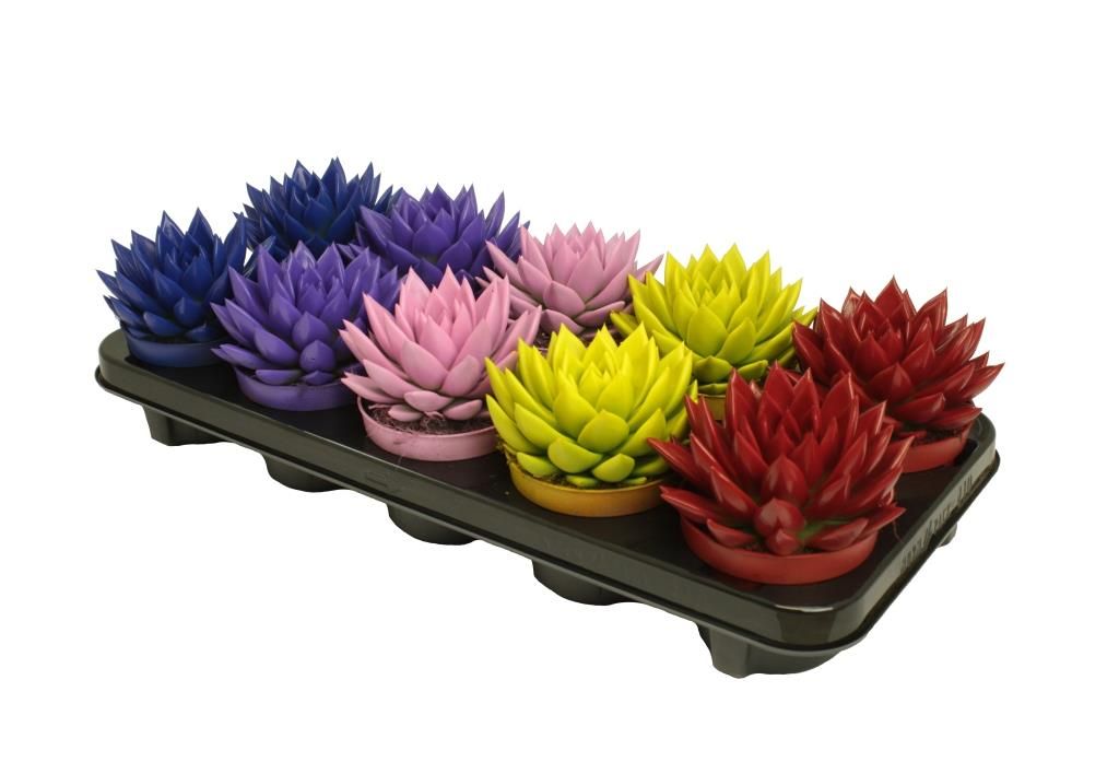 Miranda coloured winter mix, D 10,5