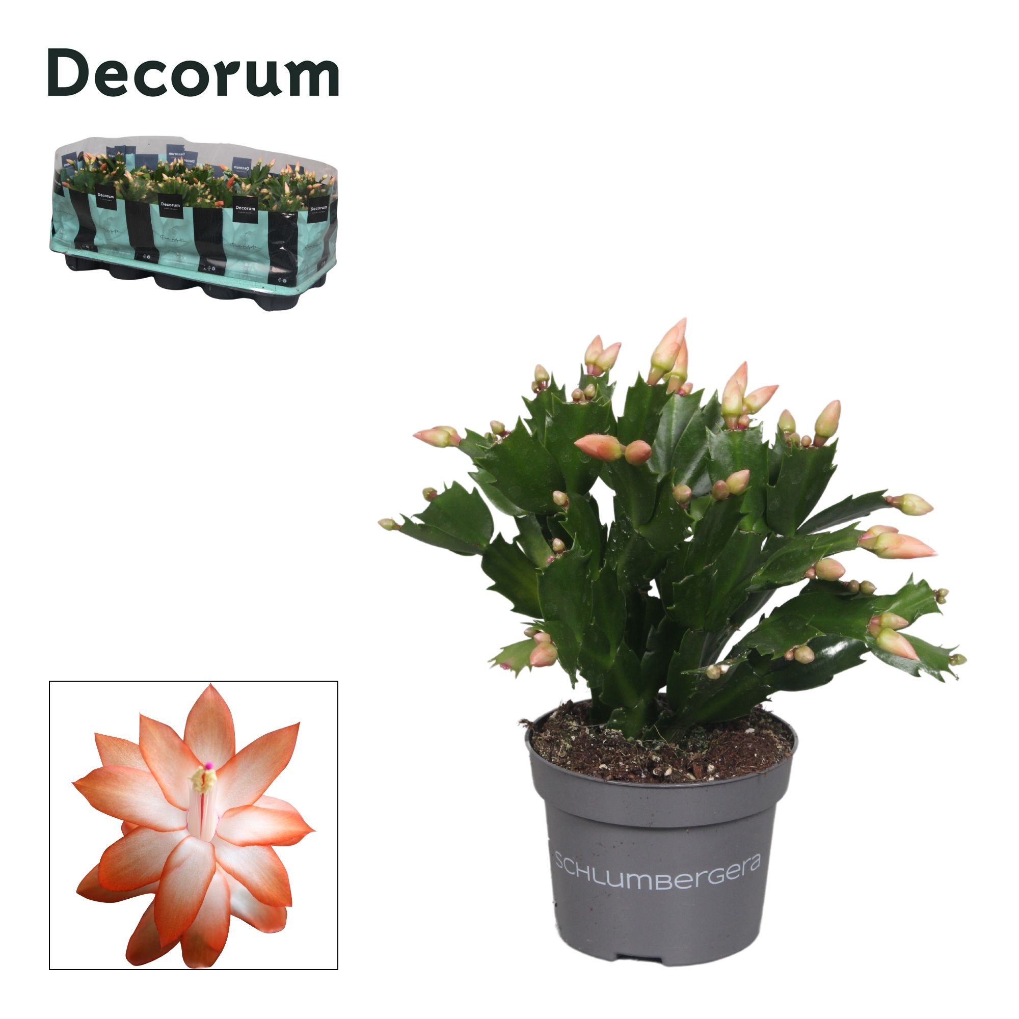 Schlumbergera - 10,5 cm - Orange (Christa) - Decorum, D 10,5