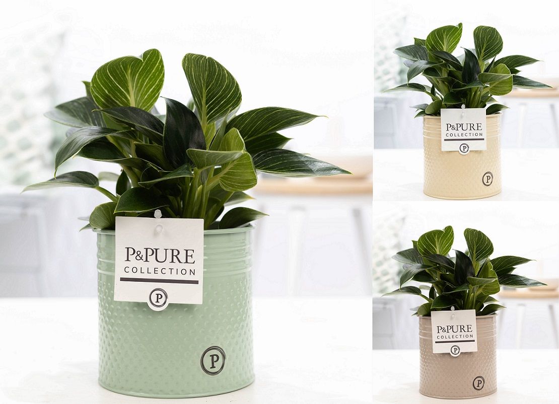 Philodendron White Wave in P&PURE zinc Louise 4 ass3, D 12