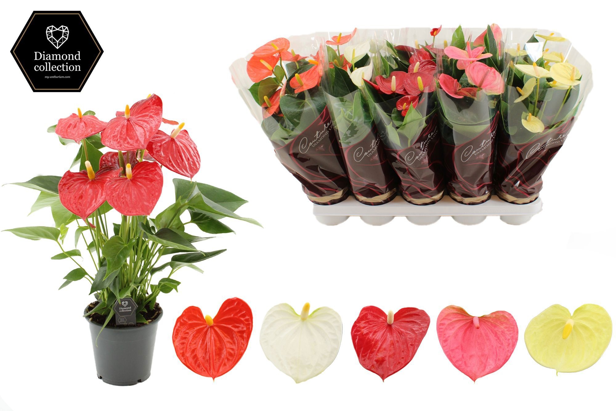 Anthurium 3 color mix in Couture Diamond Line Purple sleeve, D 12