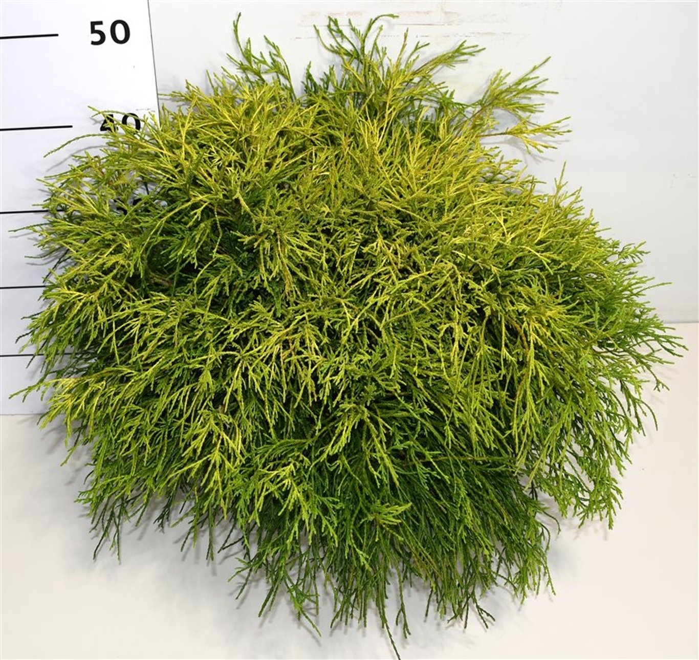 Chamaecyparis p. 'Sungold', D 26