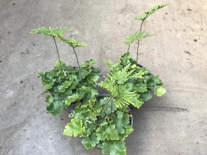 DORYOPTERIS PILOSA GEMMIFERA, D 11