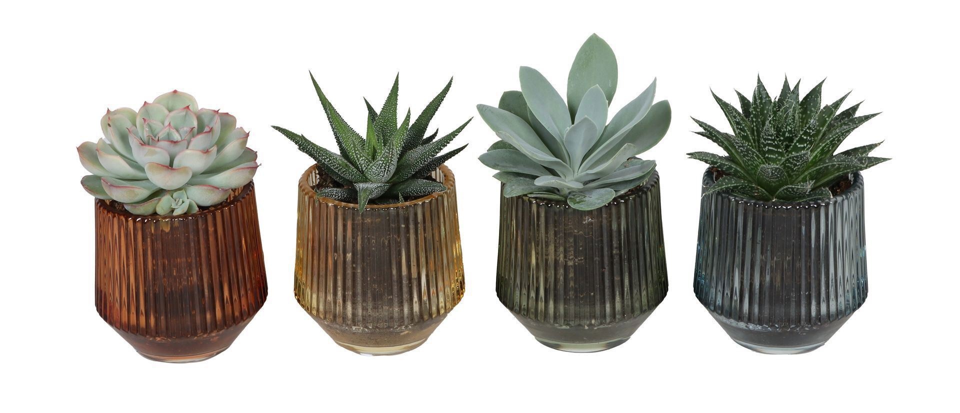 L 67410 With Succulent Mix 6 cm, D 6