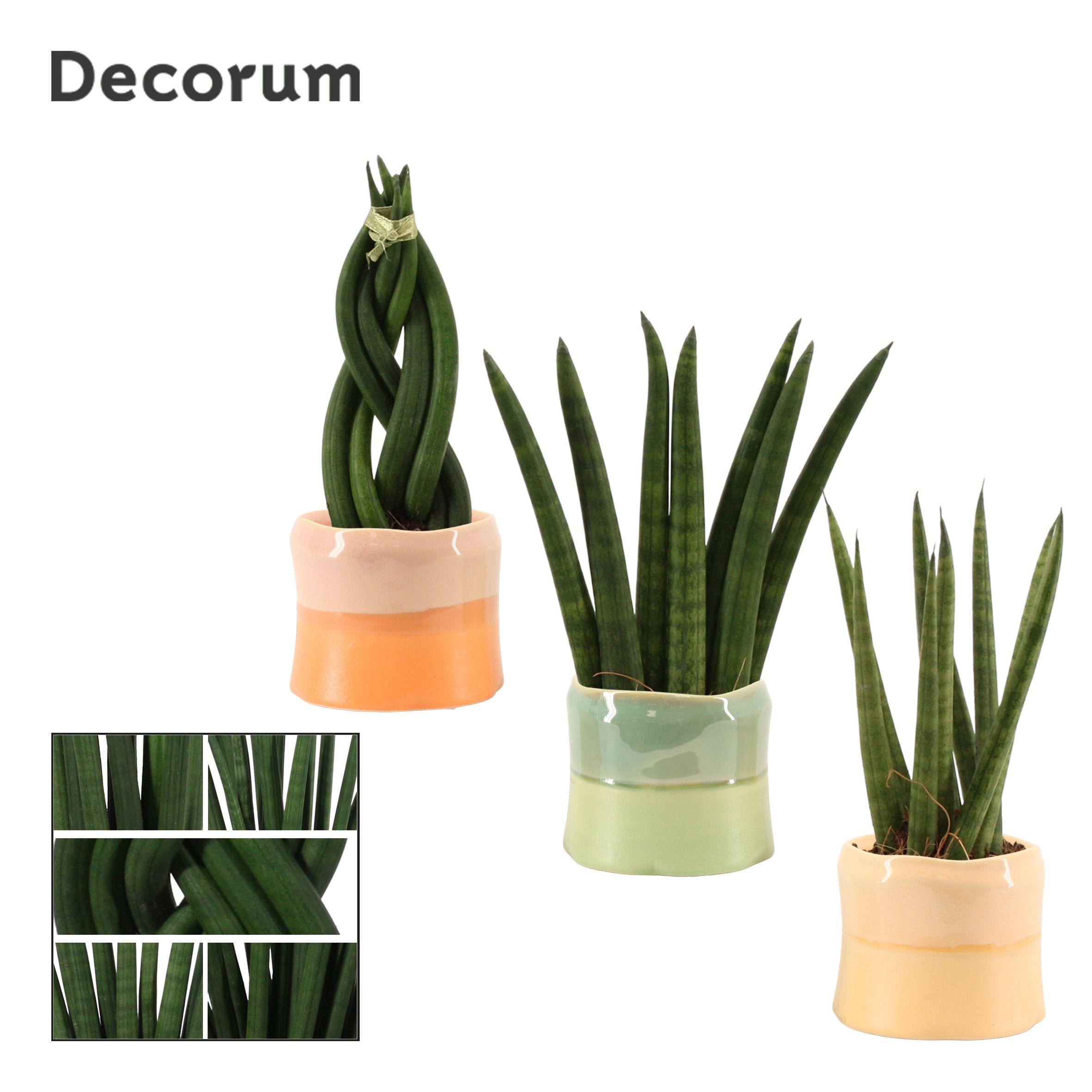 Sansevieria Cylindrica 6 cm Mix in Evita (Craft world-collection, D 6