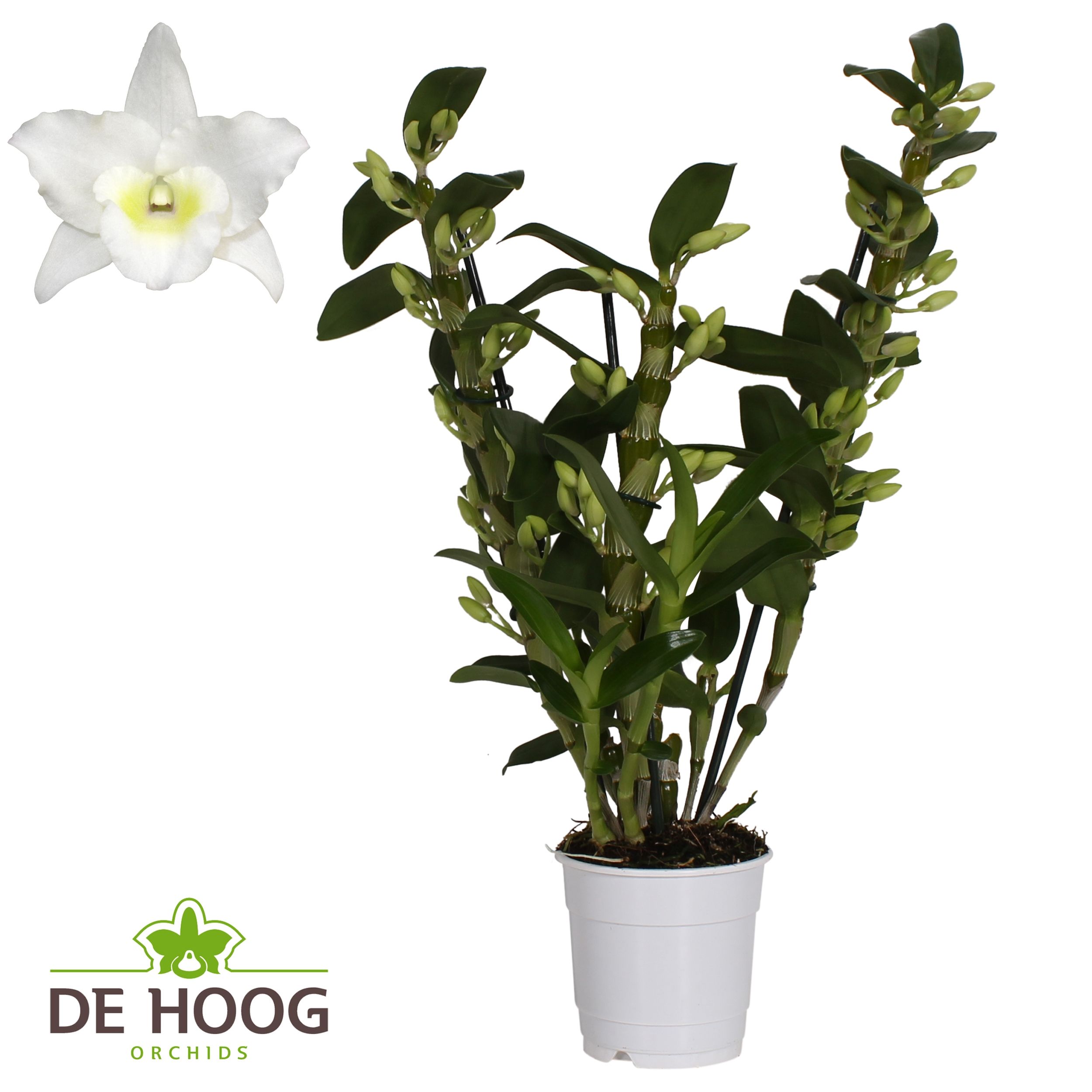 Dendrobium Nobile Apollon 3 stam 24+ tros De Hoog, D 12