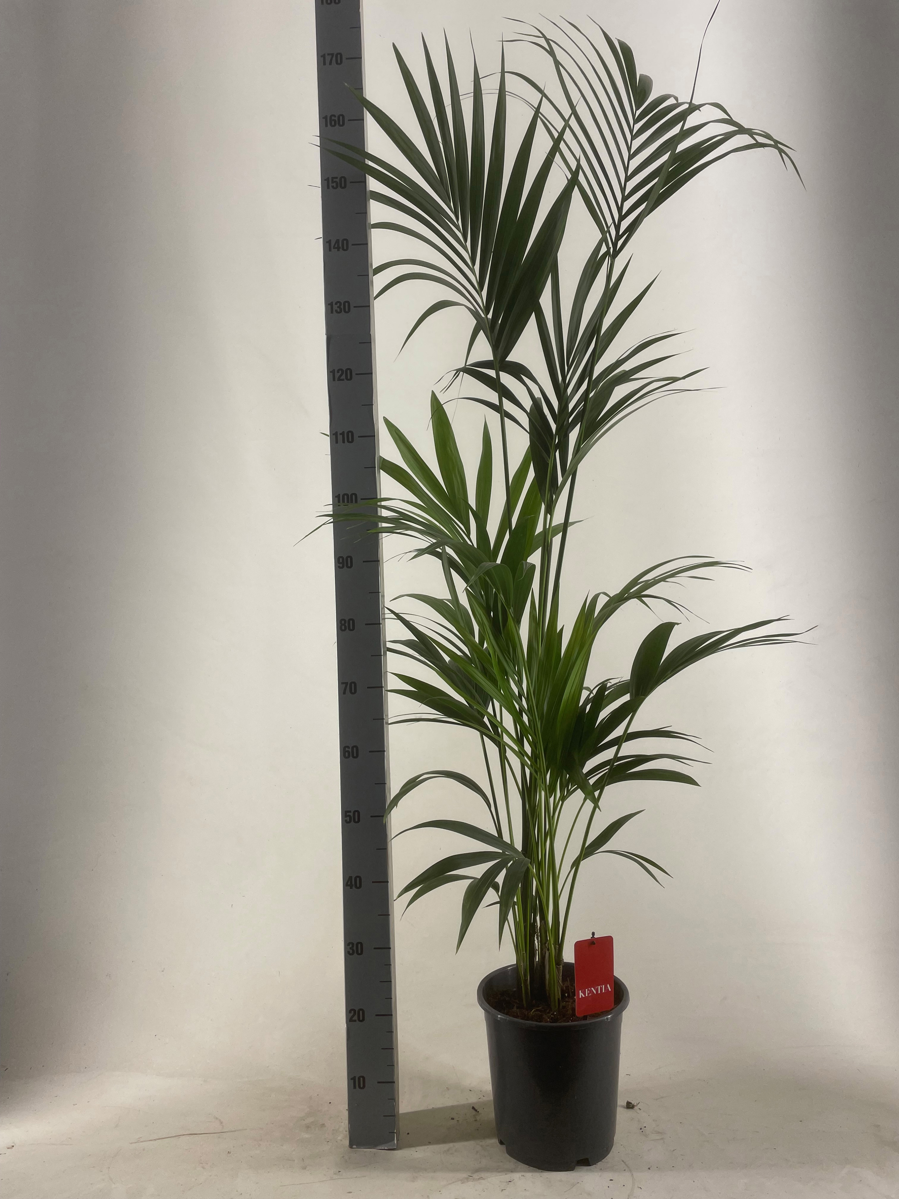 KENTIA - P24 H180 - 5PP - EcoLine (Howea forsteriana, D 24